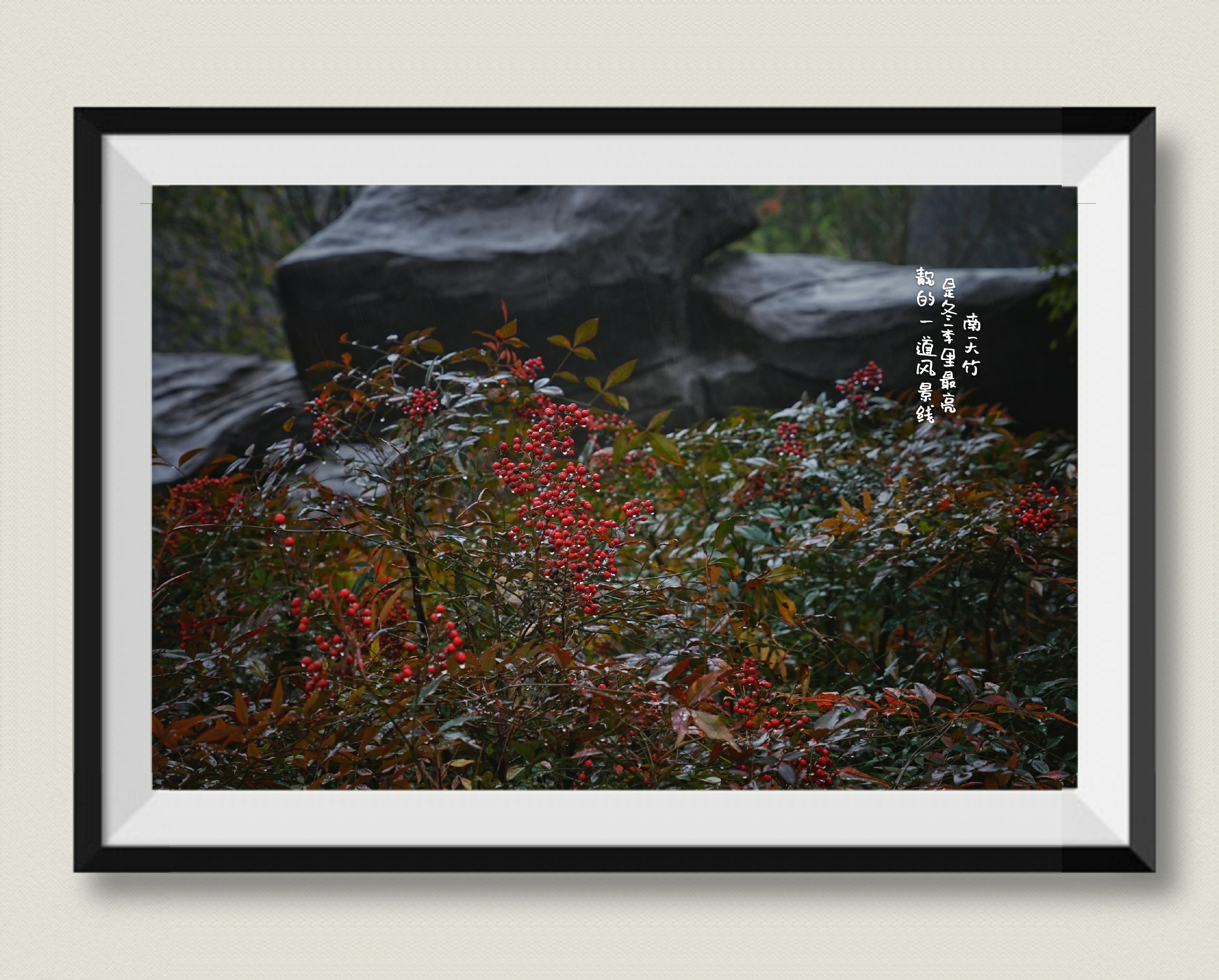 《首发》南天竹~冬季里一道亮靓的风景线