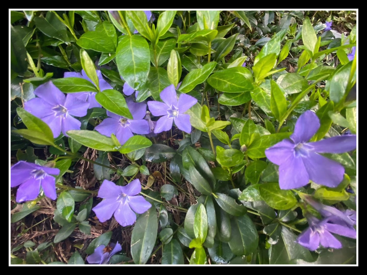 蔓长春花喜欢温暖与湿润的气候,它的生长期需要有充足的阳光