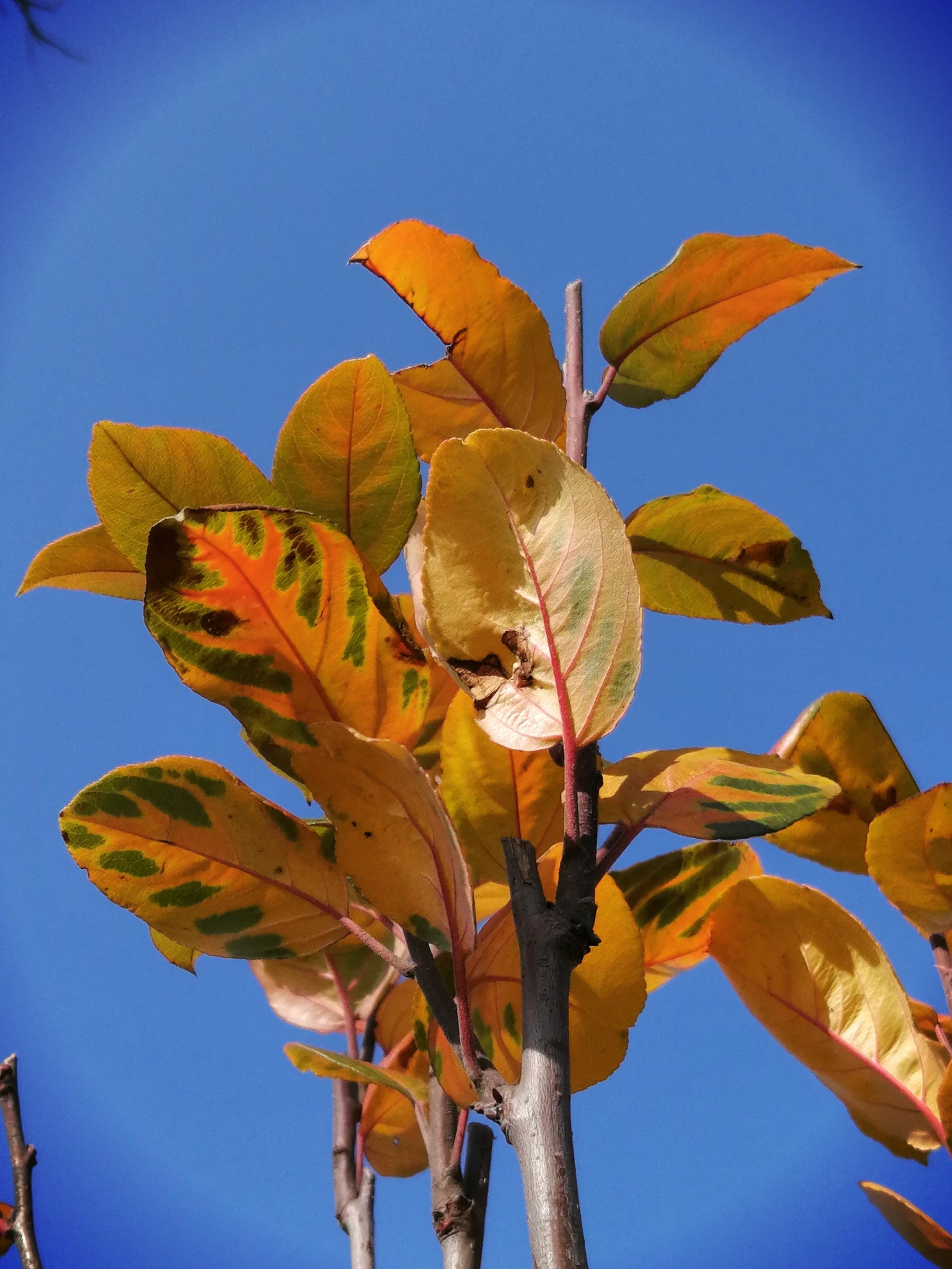 西府海棠冬叶重生