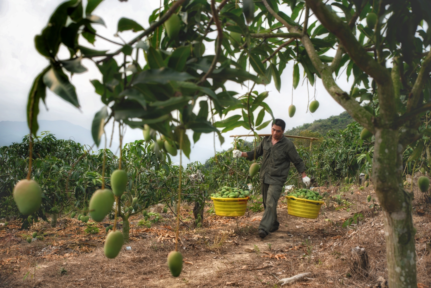 山营山坡收芒果