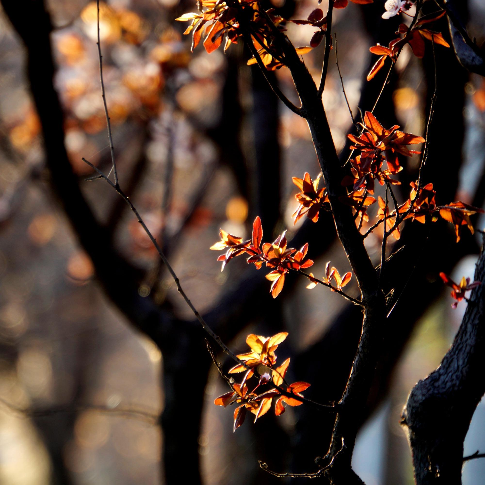 光影婆娑花绽放