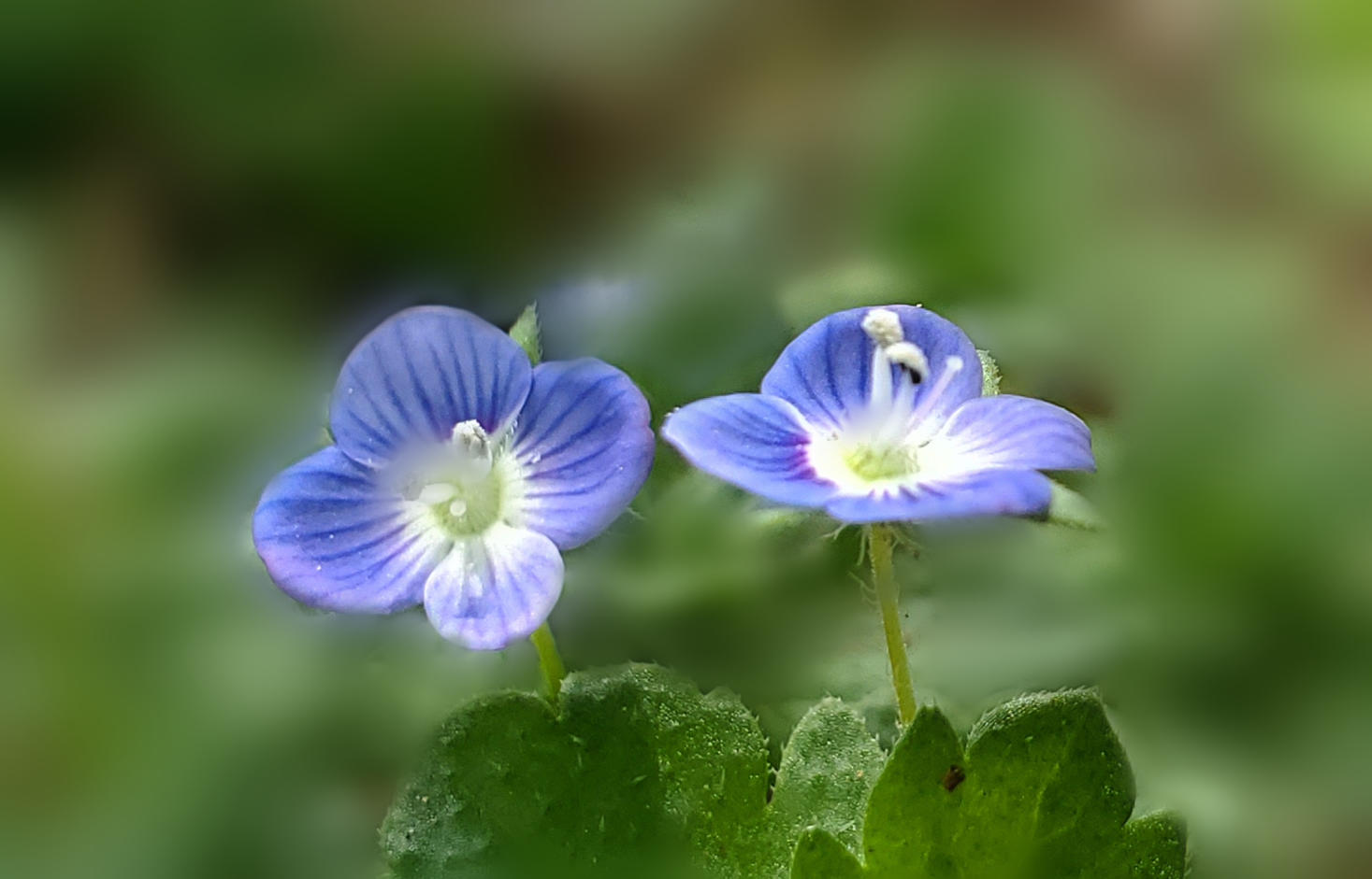 阿拉伯婆婆纳的传说
