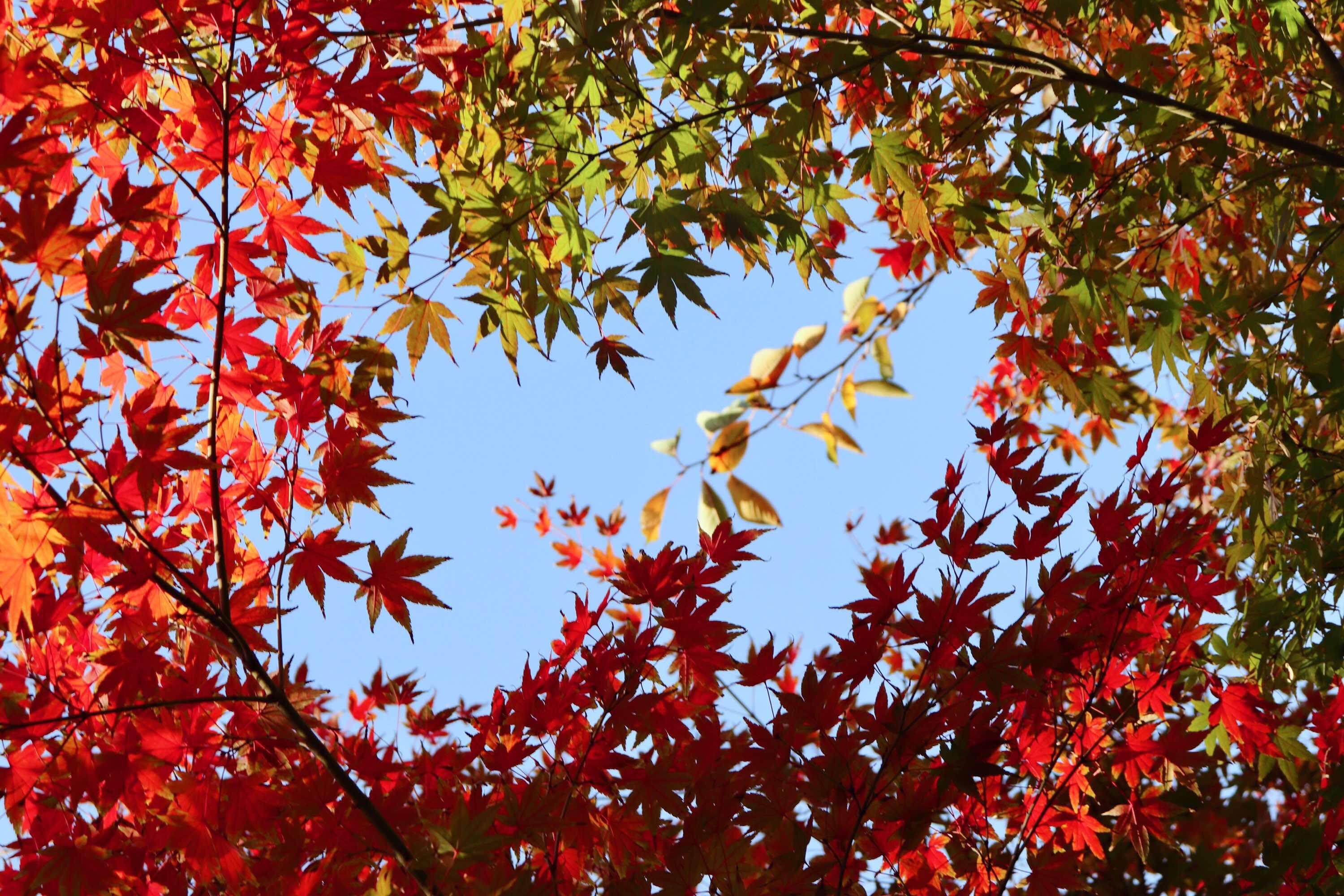 (原创首发)    图/文/编辑:静萍        秋天在诗人眼里是充满诗情画