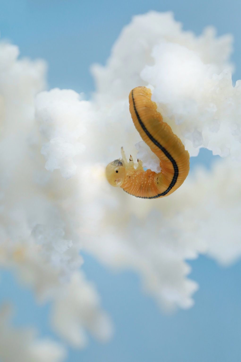 (原片微距摄影)可爱的小黄虫虫