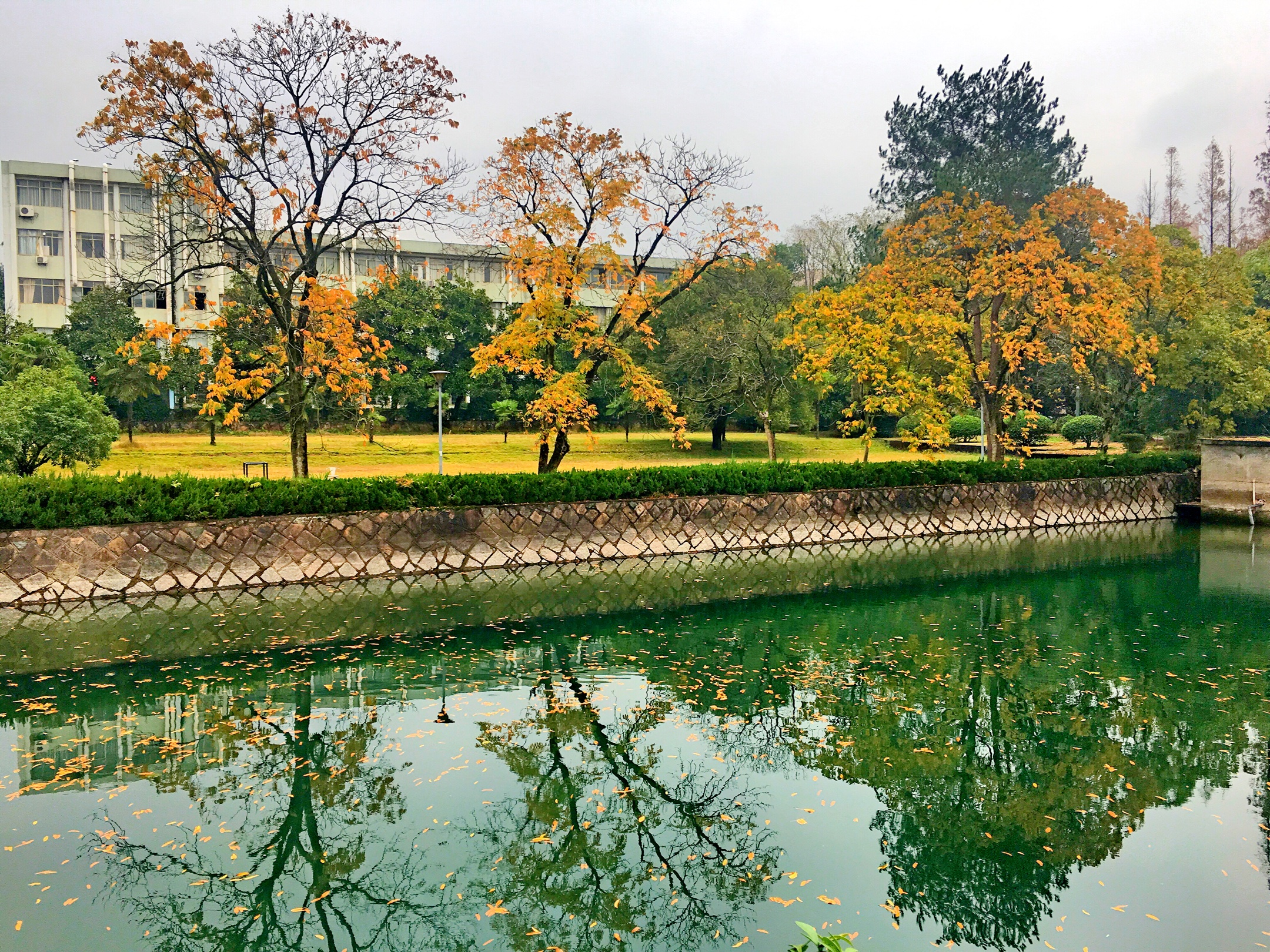 《深秋之醉》2018年12月16日摄于浙师大(手机版)