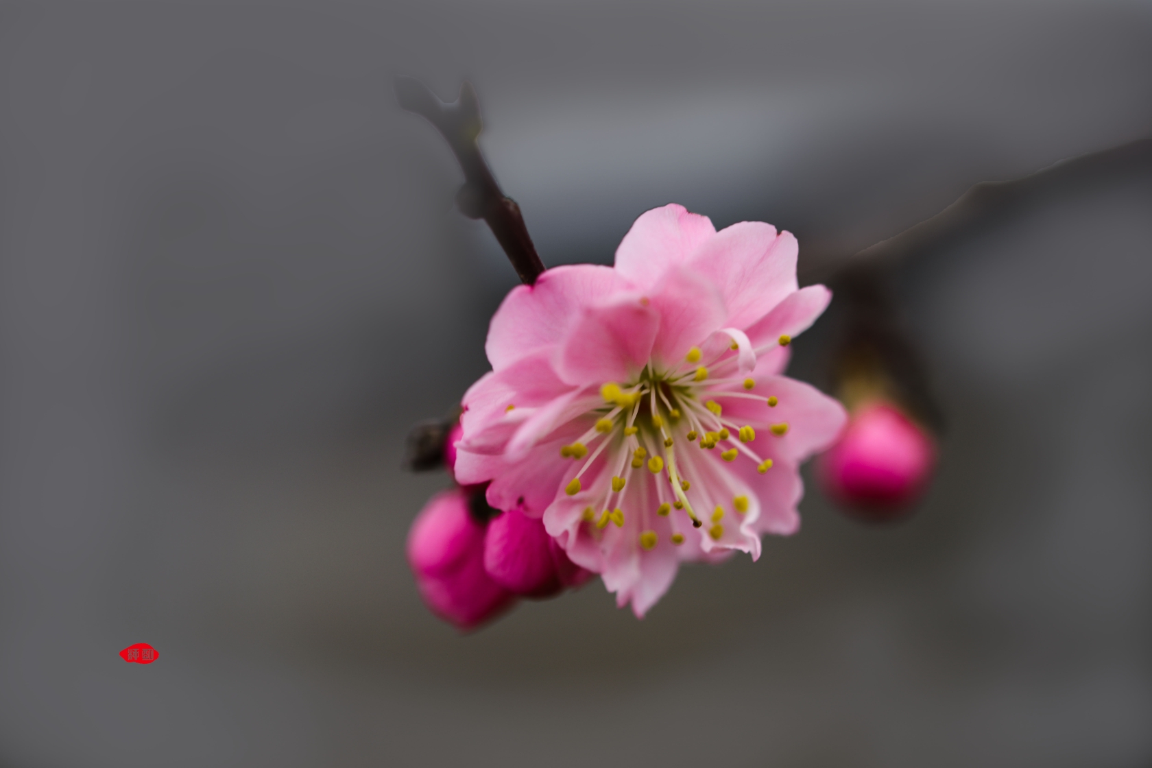 梅花盛开迎新年