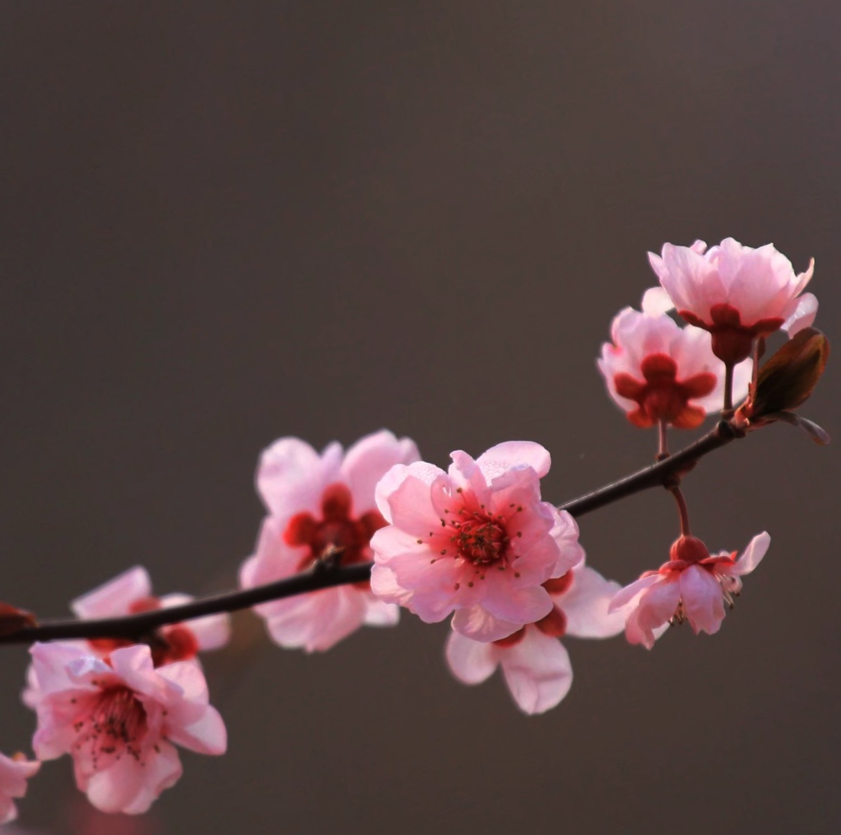 風吹花落奈何情深【首發】