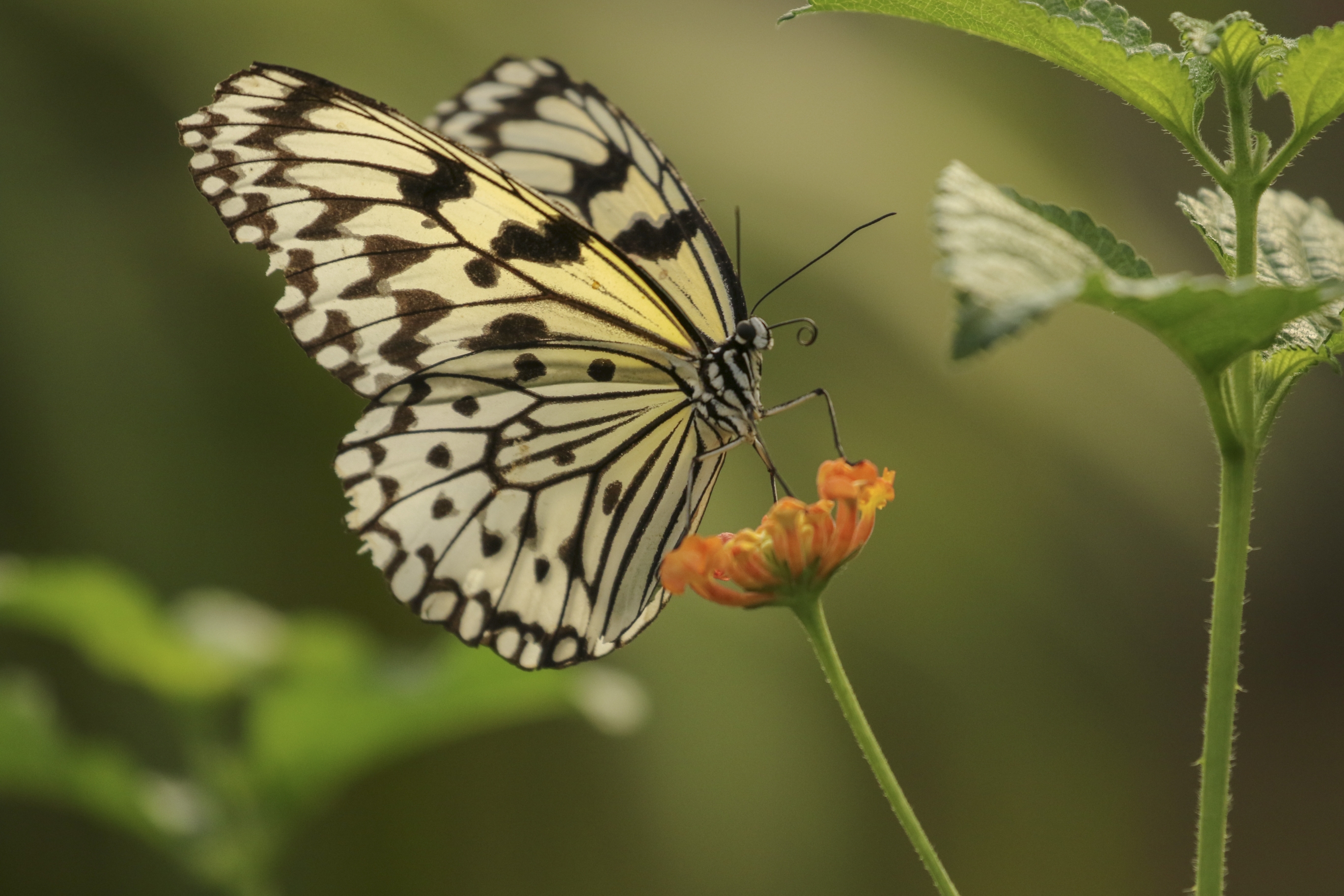 大帛斑蝶vv首发