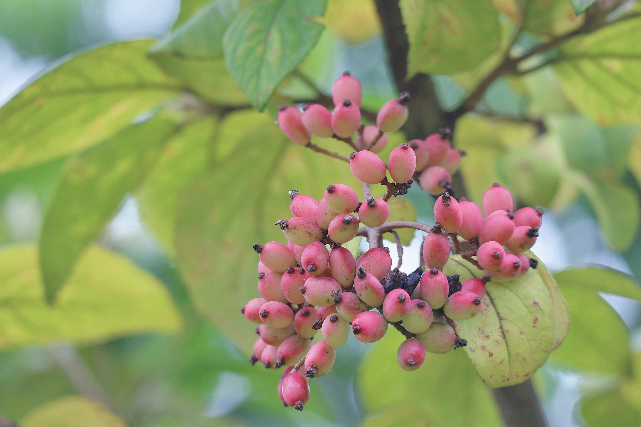 琼花丹果闹枝头