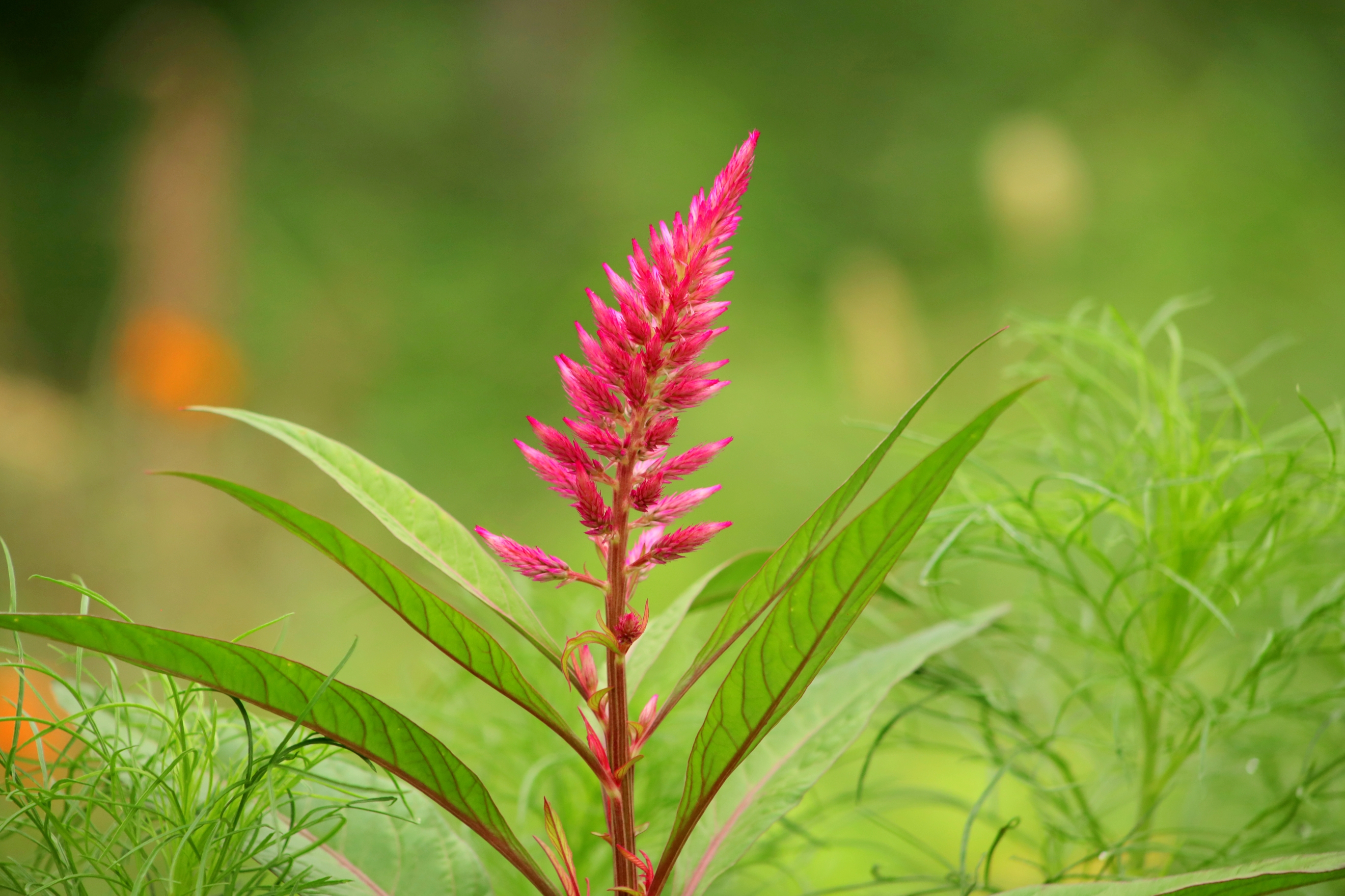 充满爱意的凤尾鸡冠花