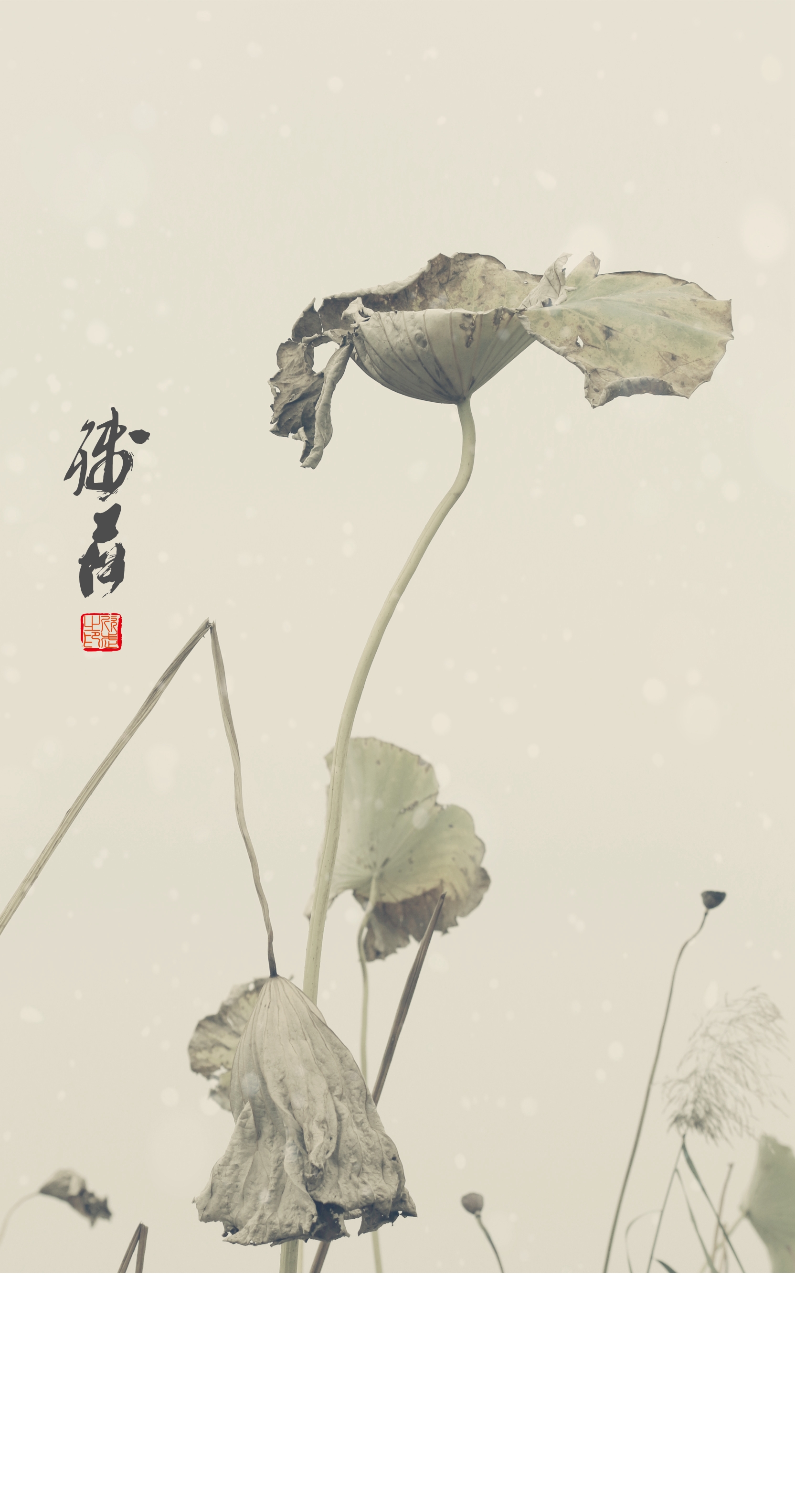 残荷之美画意摄影