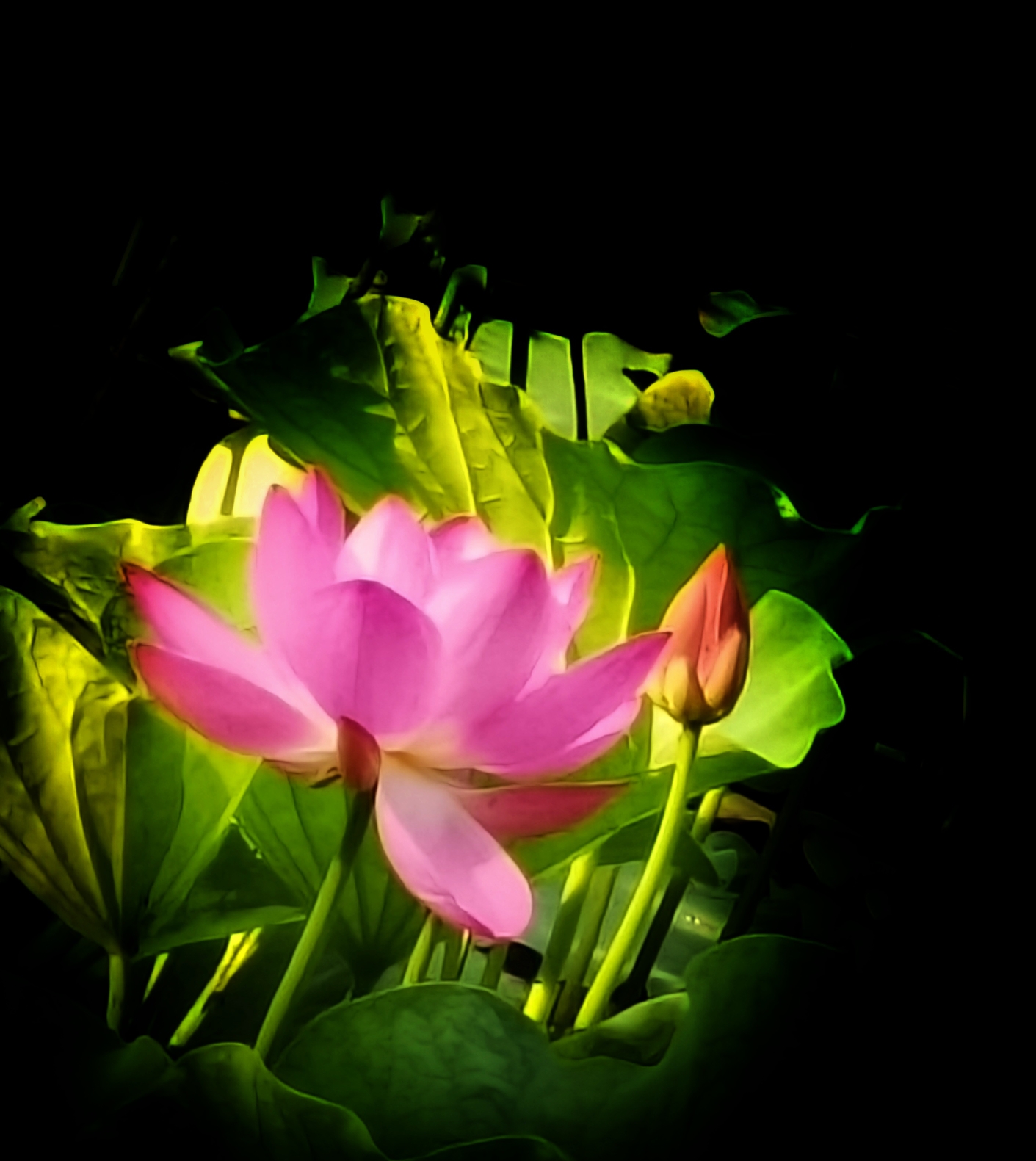 2021年的荷花正在盛开,拍摄於辽化中景毫庭和荟萃湖~2021.07.03