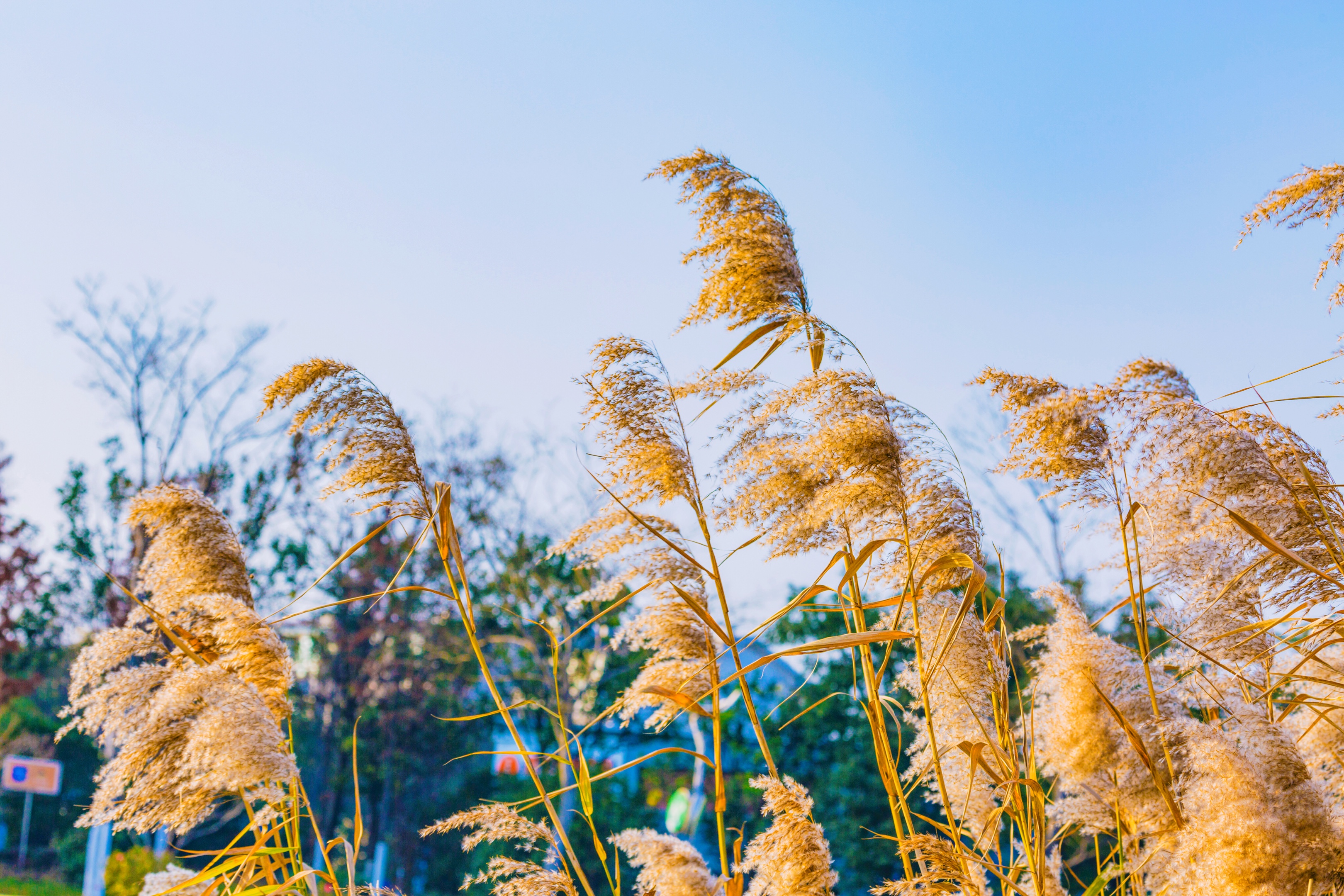 芦花飞舞漫天霜首发