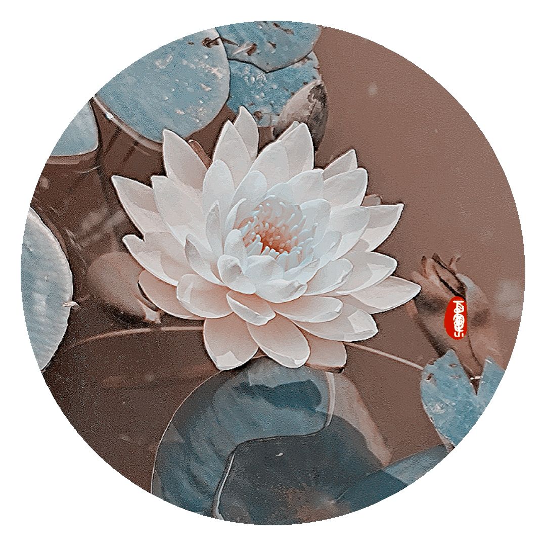 【原创首发】画意睡莲