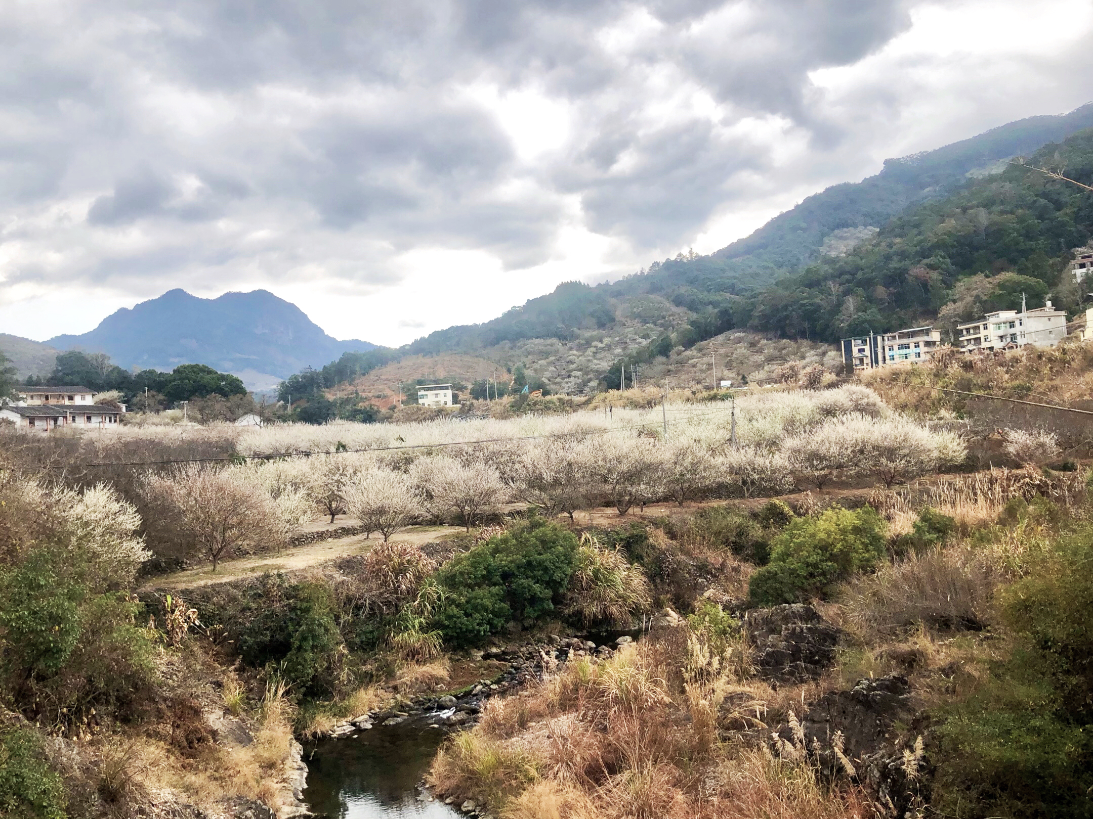 走进永泰溪洋村,面前是一片"香雪海,雪白的青梅花挂满枝头,漫山