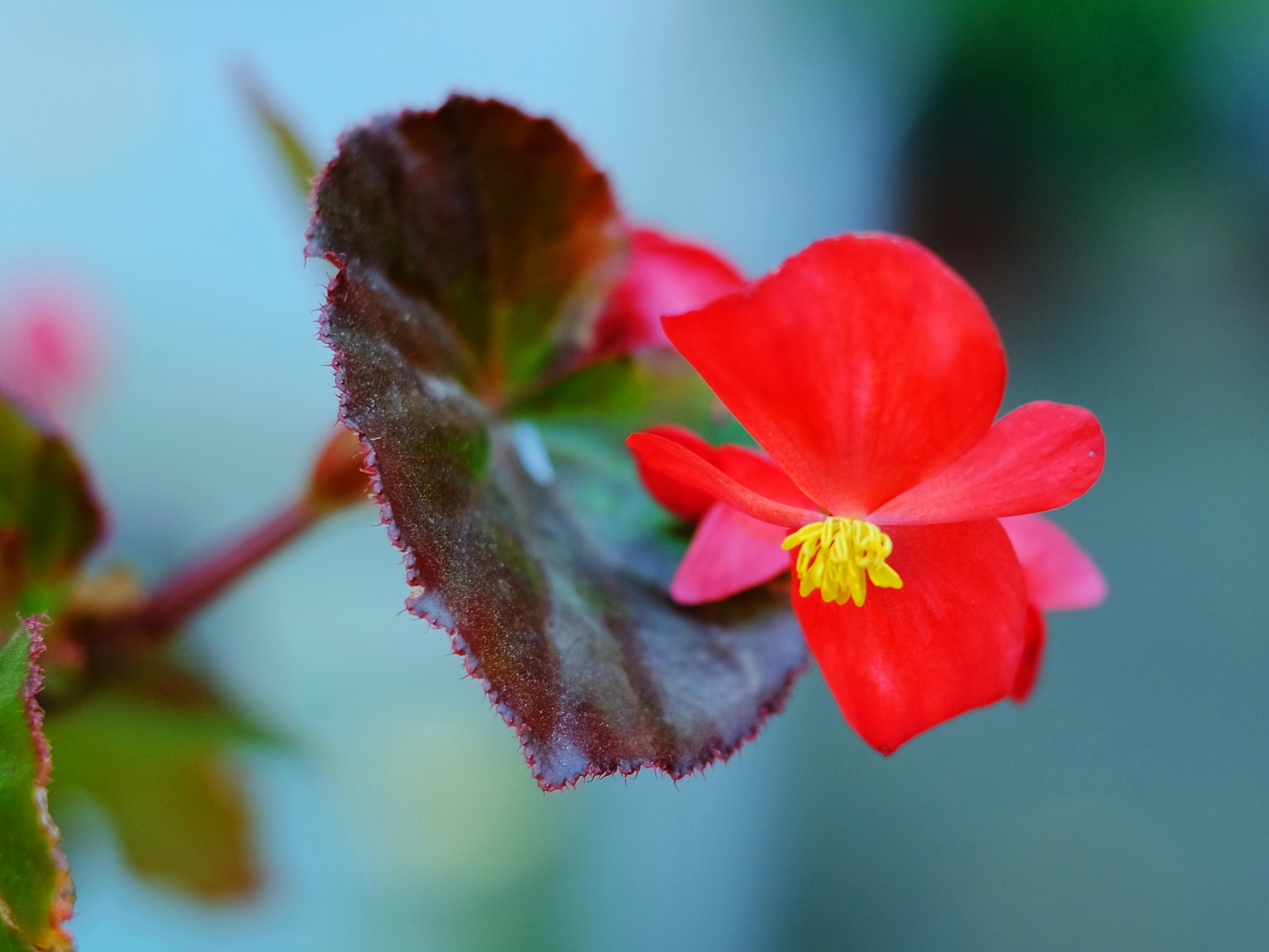 美拍四季秋海棠