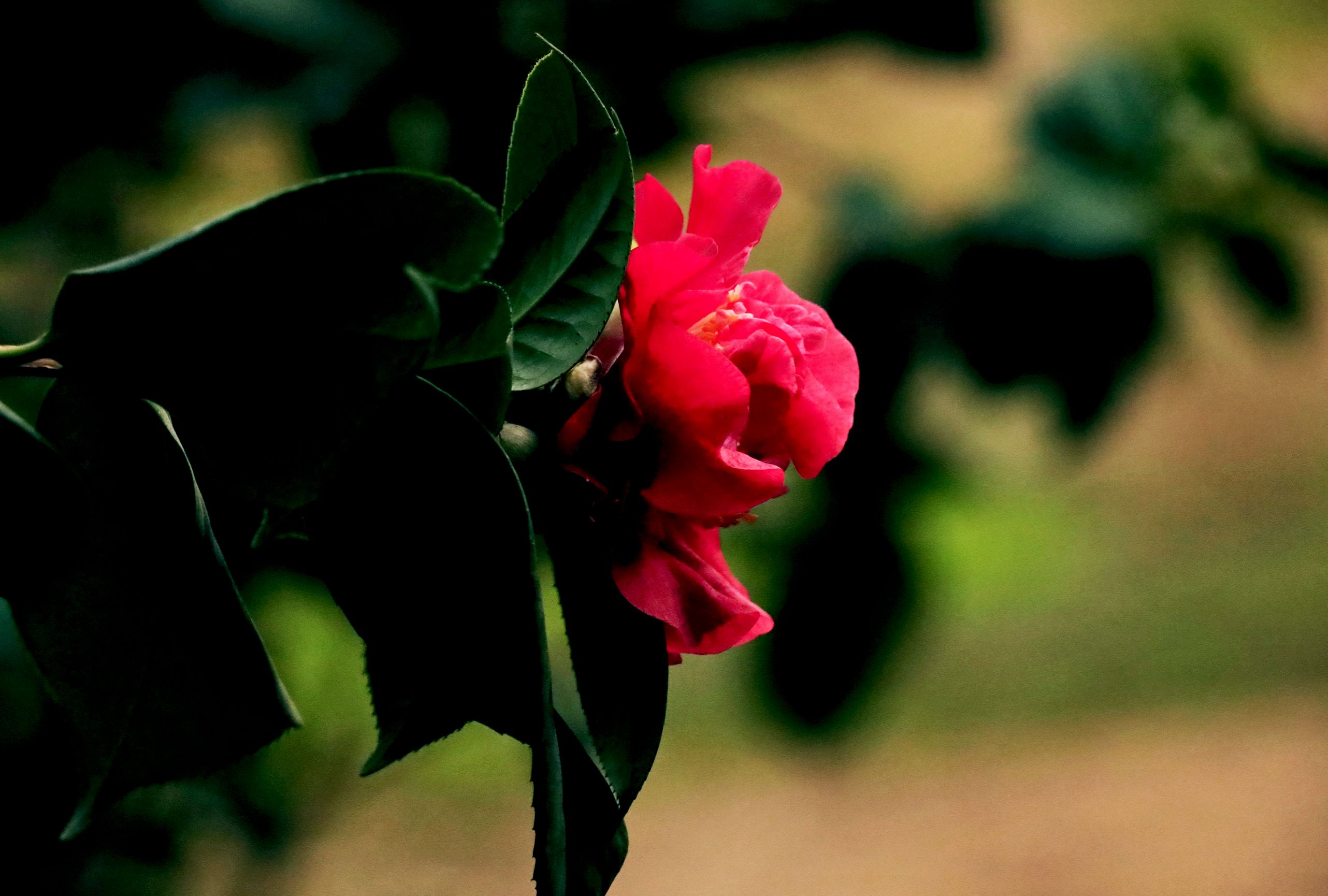 红露珍茶花首发