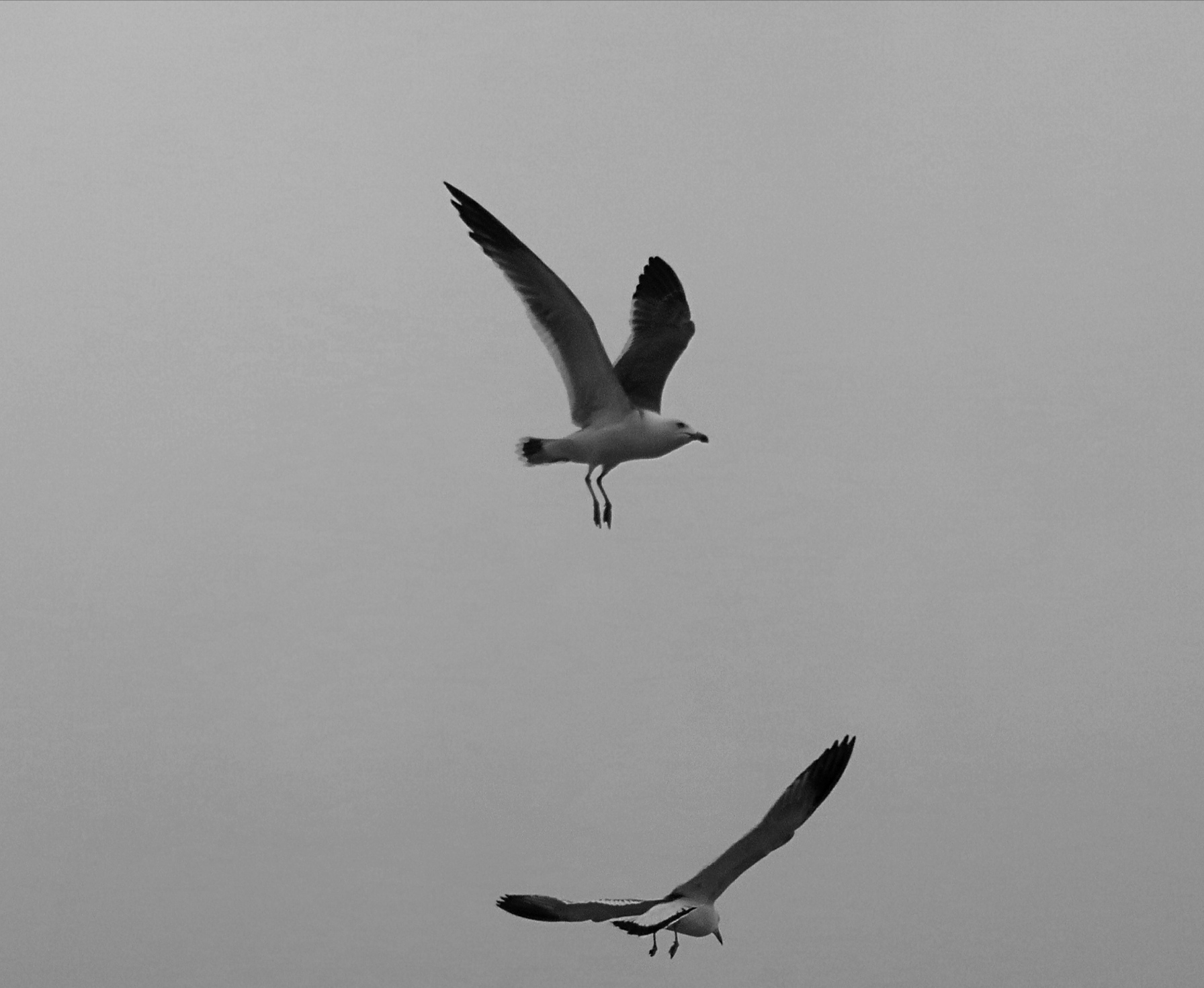 海鸥飞呀飞【黑白摄影原创首发】