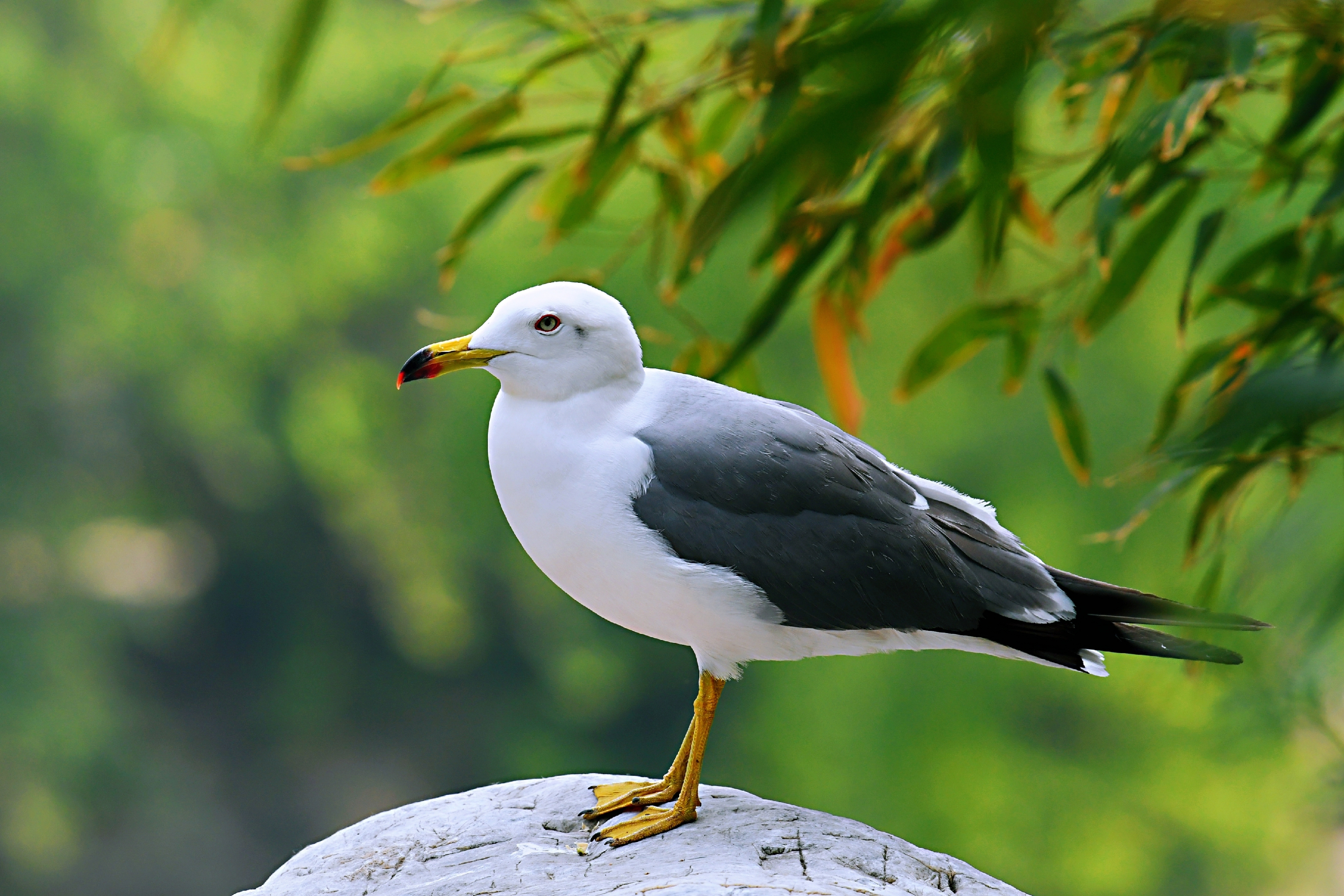 首发〕鸟的趣事一黑尾鸥