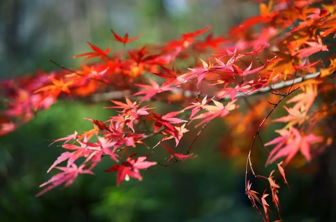 斂一枚紅葉,染一片相思