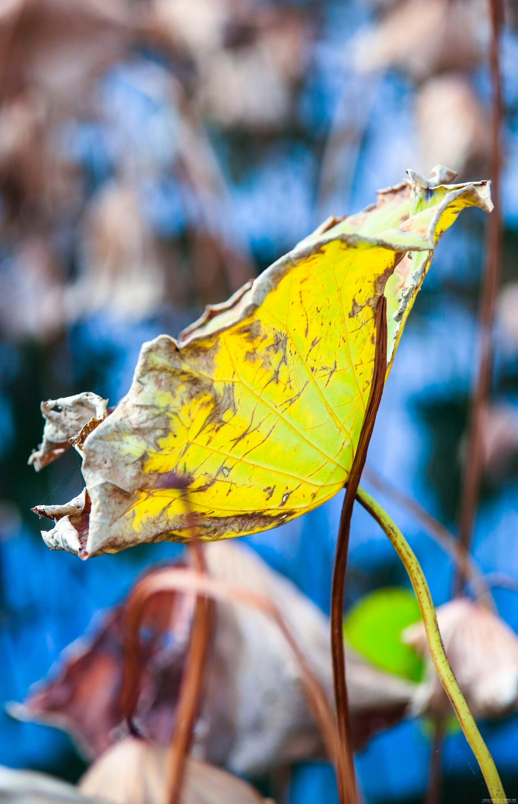 《残枝枯叶 玉殒香消》vv首发