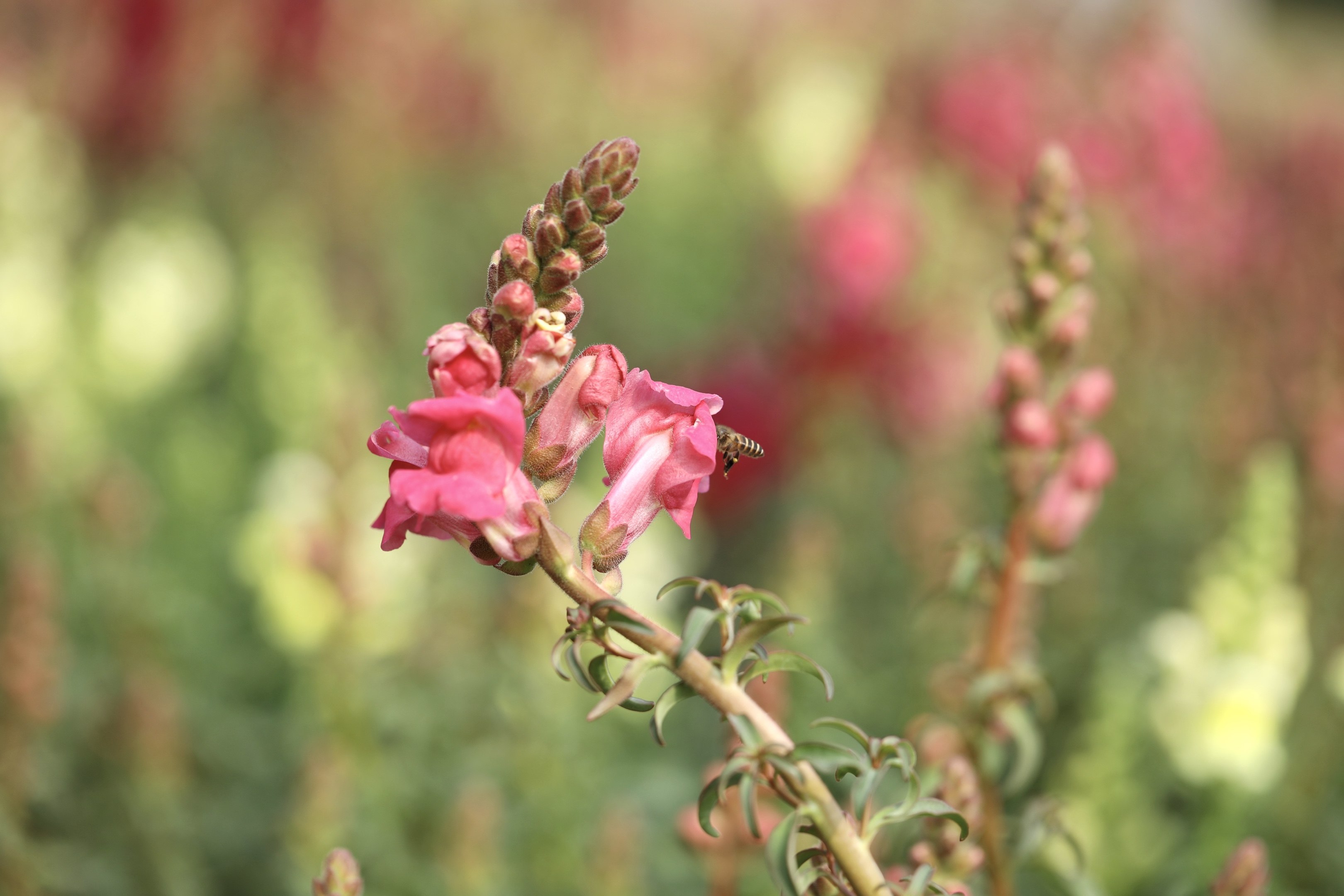 首发粉色金鱼草