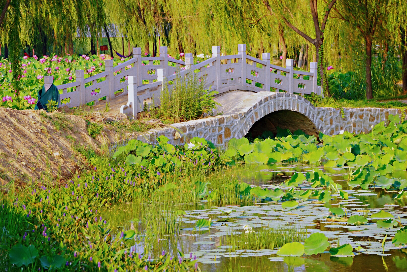 且听风吟/今日聊城南湖湿地公园