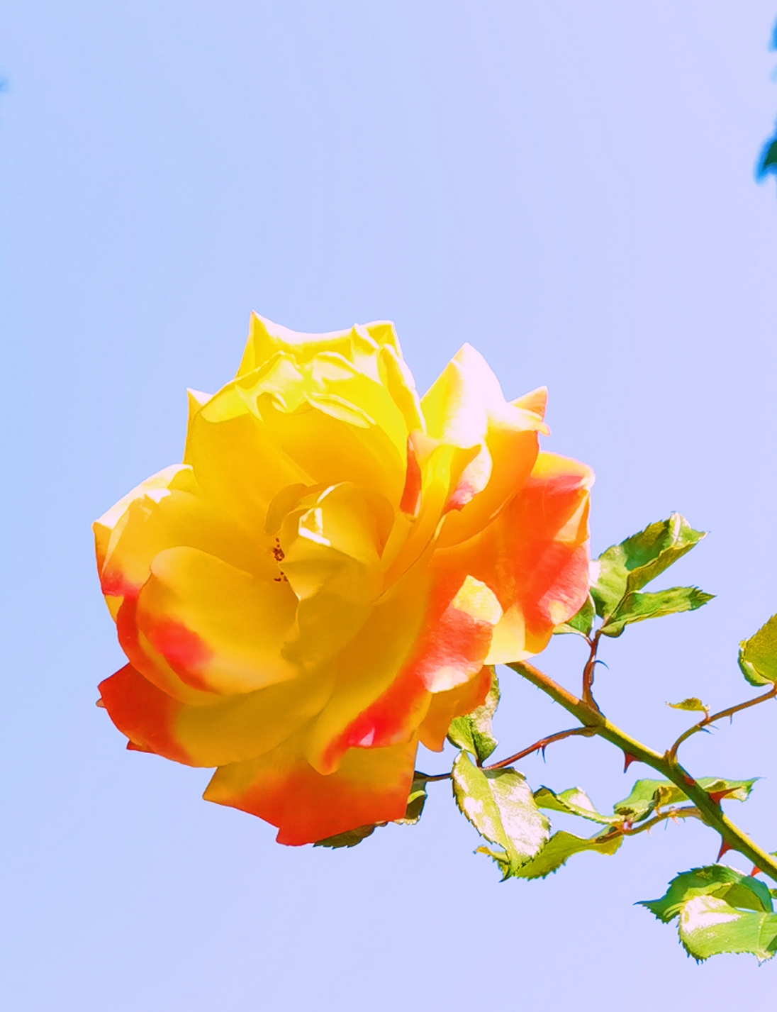 这深圳啊,景色宜人,花香四季.春天的花更是美不胜收!