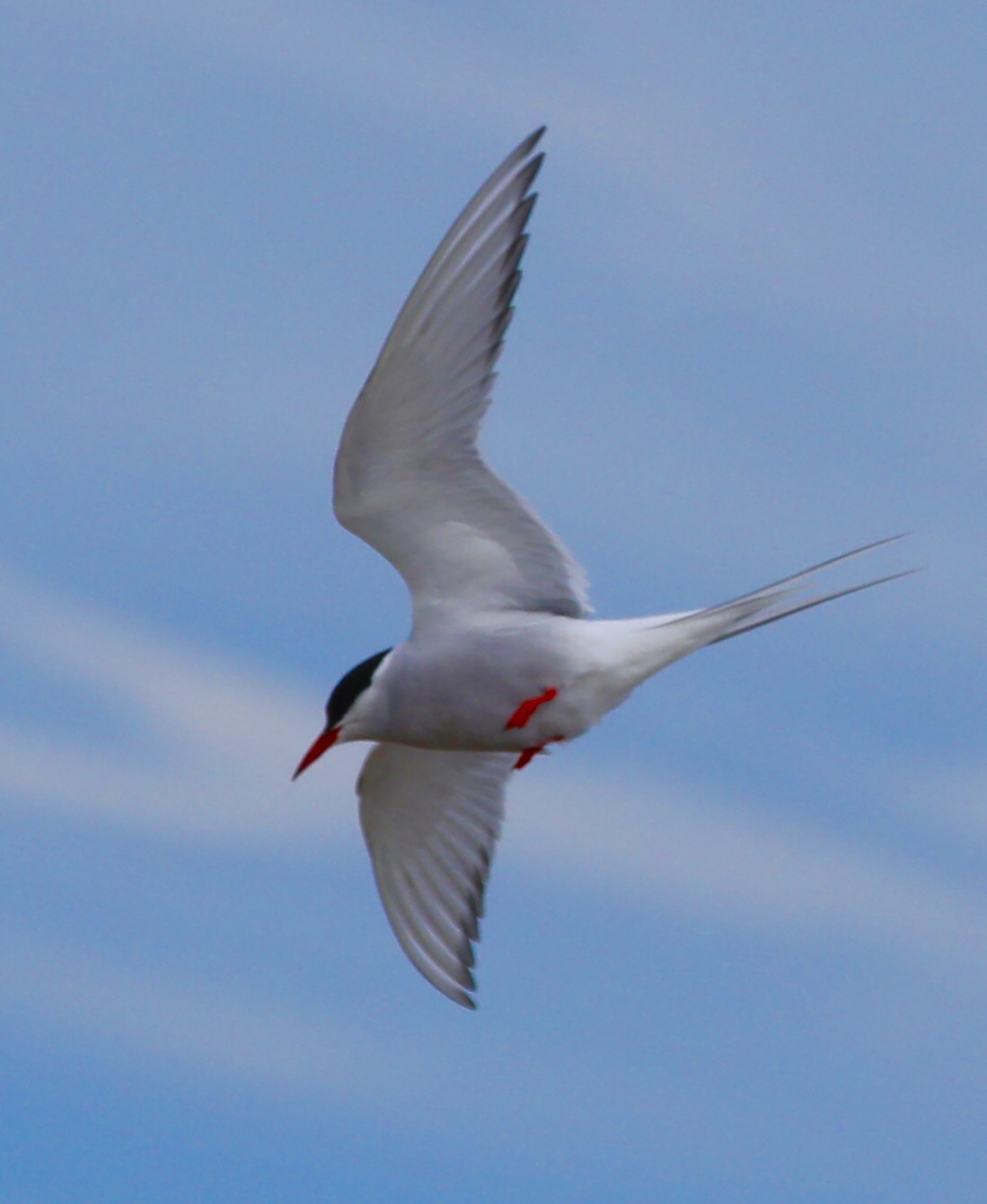 北极,我惊险幸运的快乐之旅!