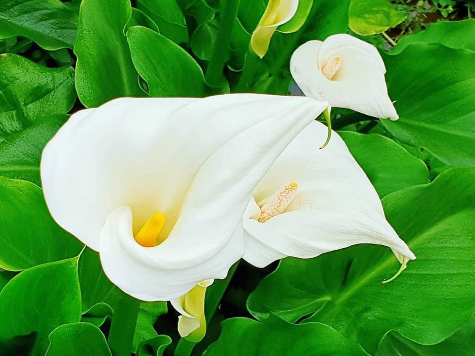 白色海芋
