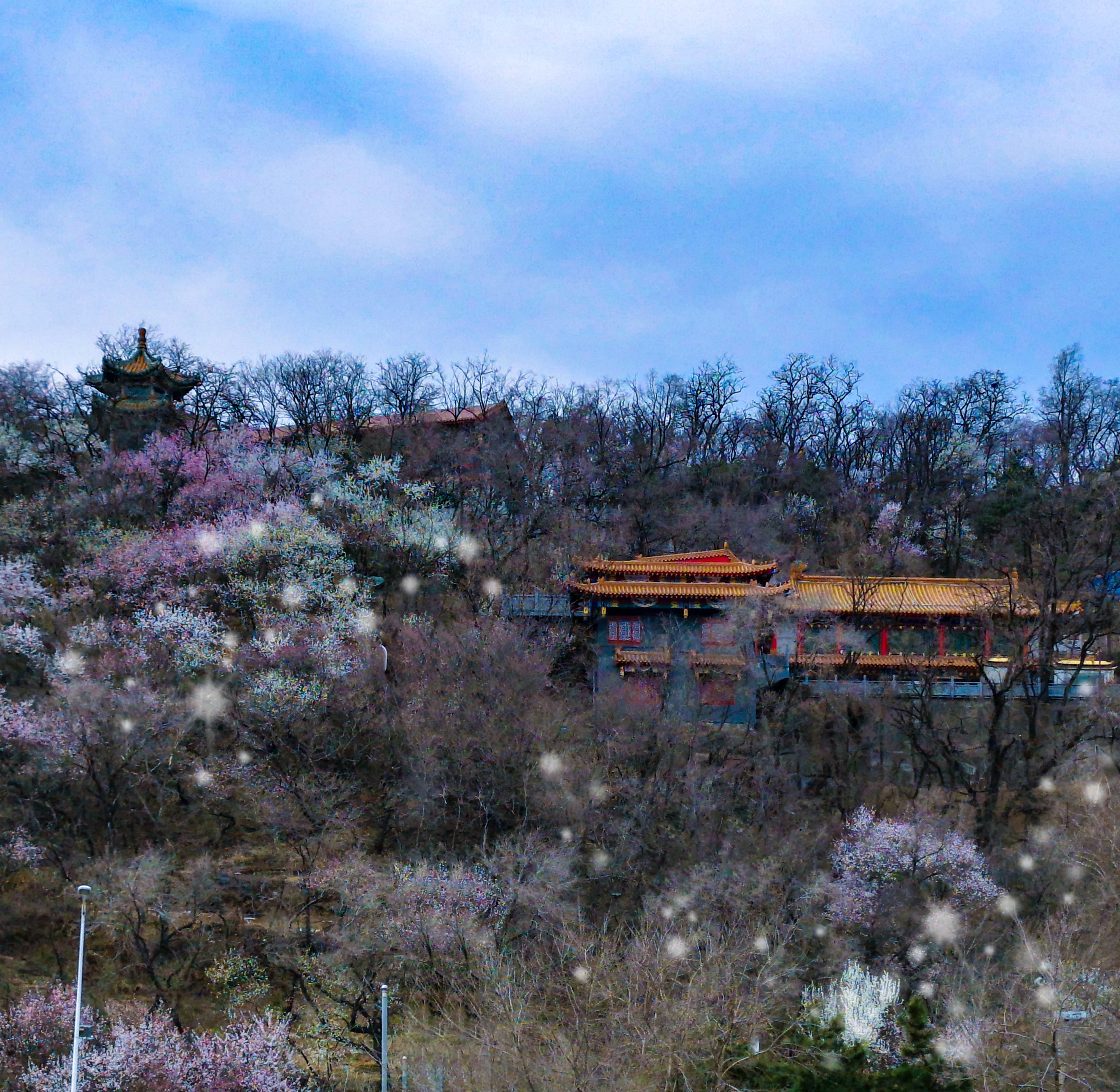 高尔山之春