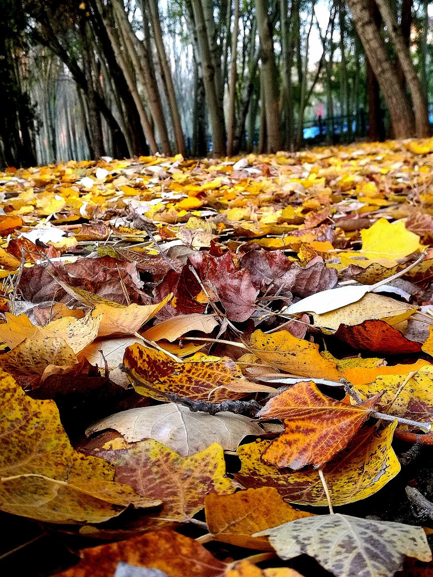 最后一片秋叶的飘零 作者/兰湾散人诵读/童欣