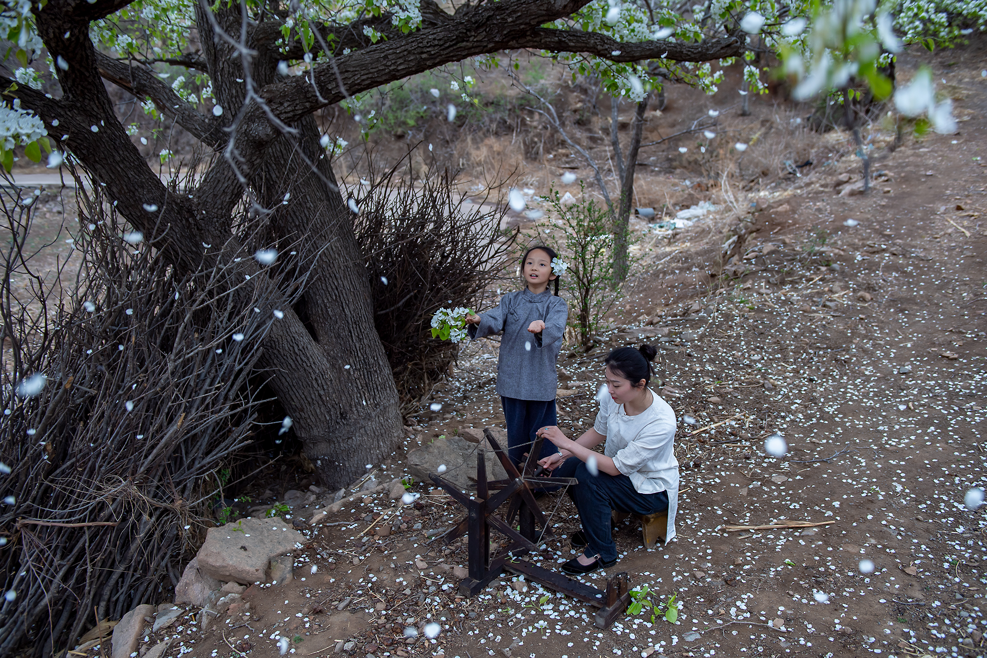 梨花又开放西沟往事