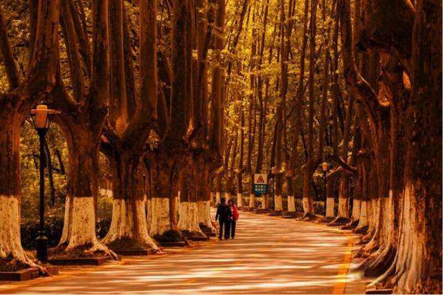 爱你,南京的梧桐树