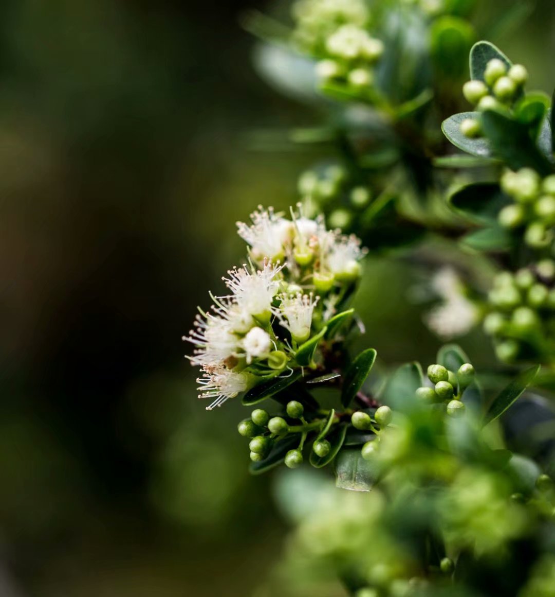 vv首发轮叶蒲桃