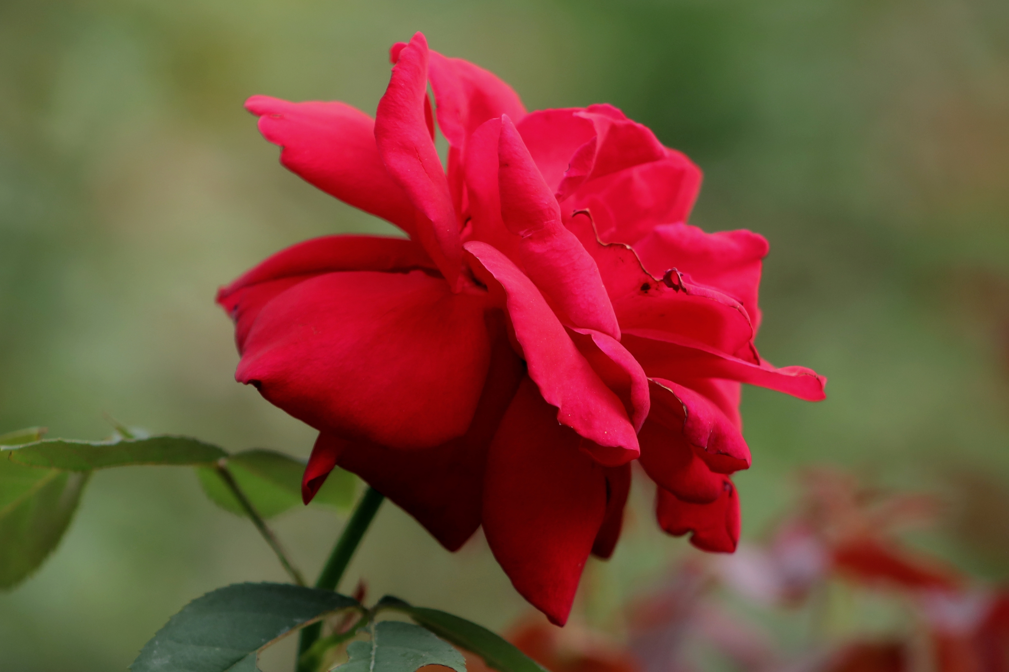 红玫瑰献给最可爱的人——庆祝中国人民解放军建军93周年!