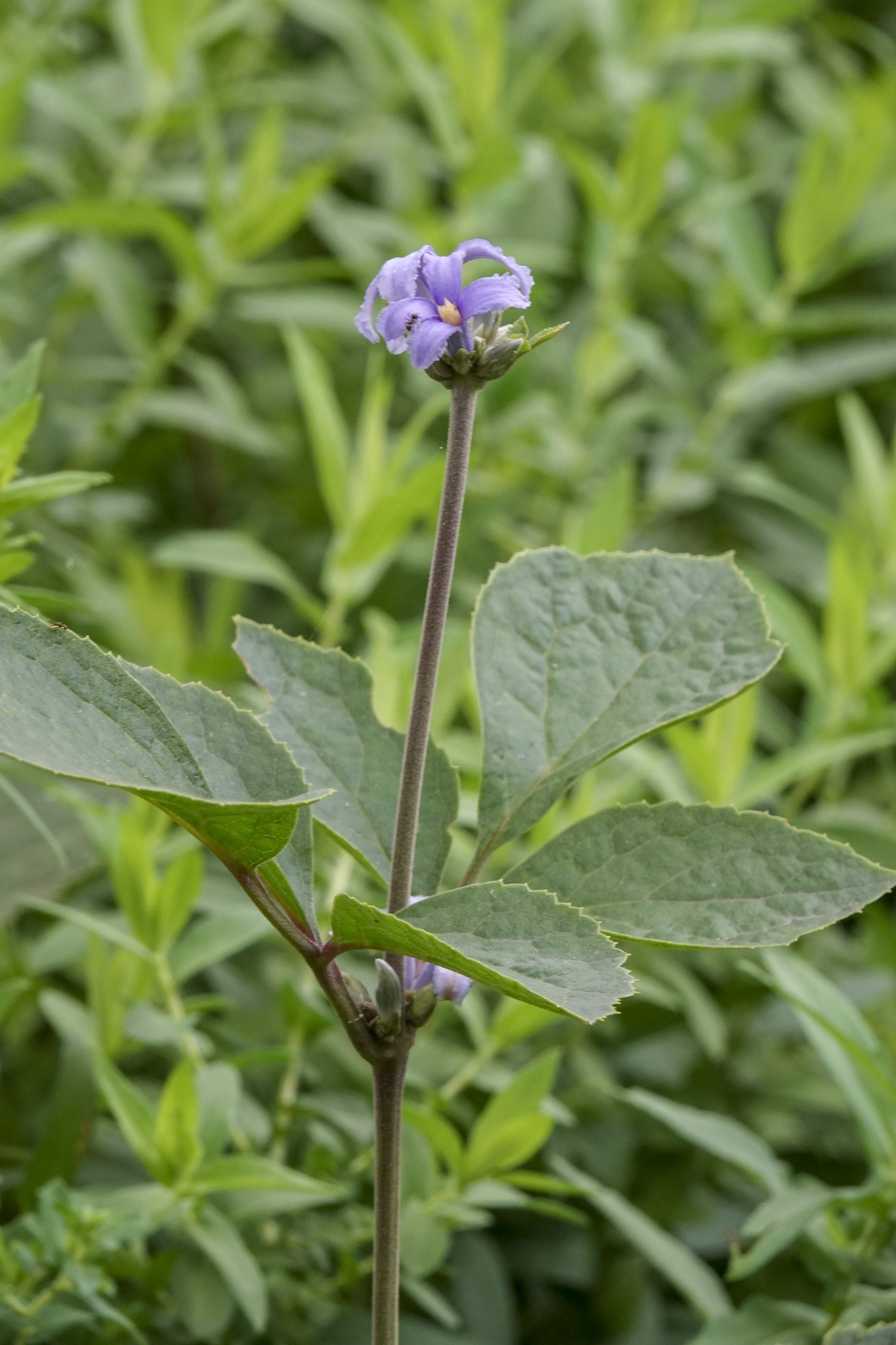 大叶铁线莲vv首发