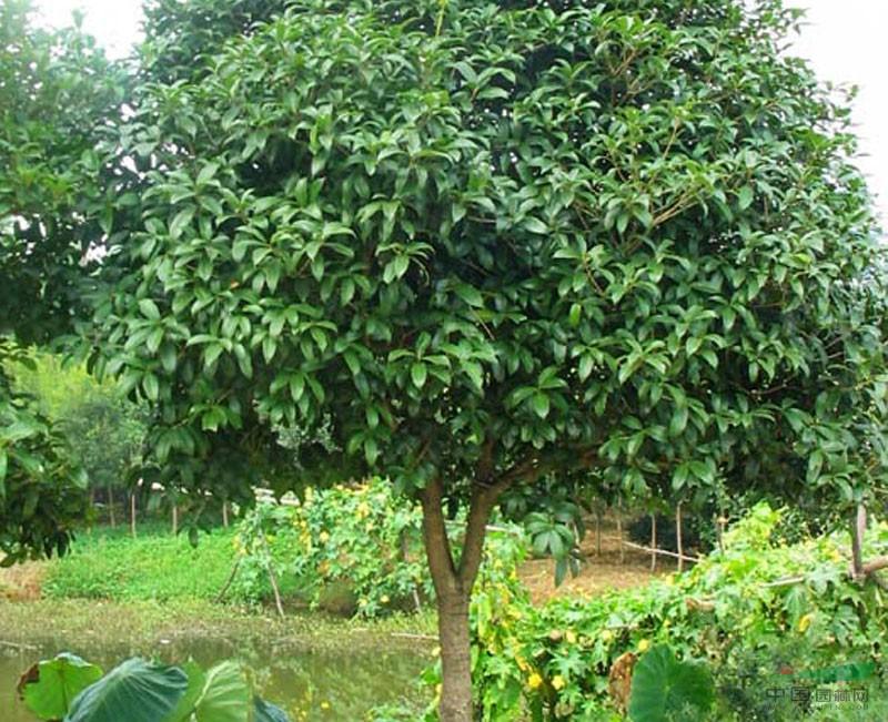 诗歌朗诵:春日桂树(原创)