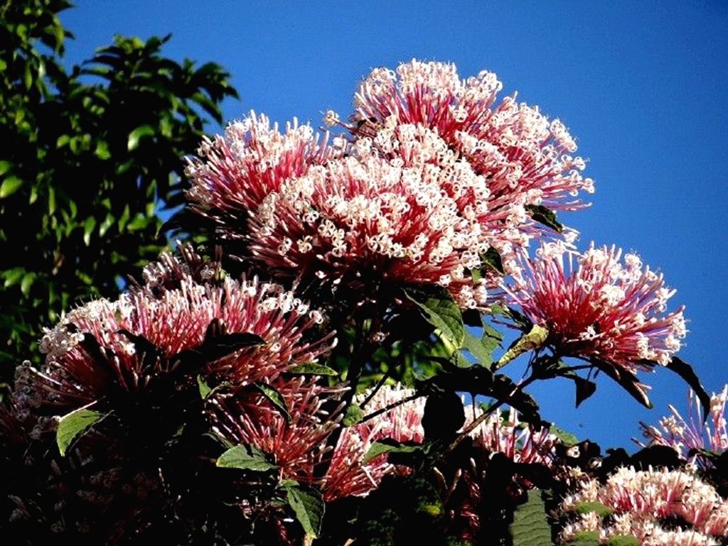 我爱你,美丽的烟花树