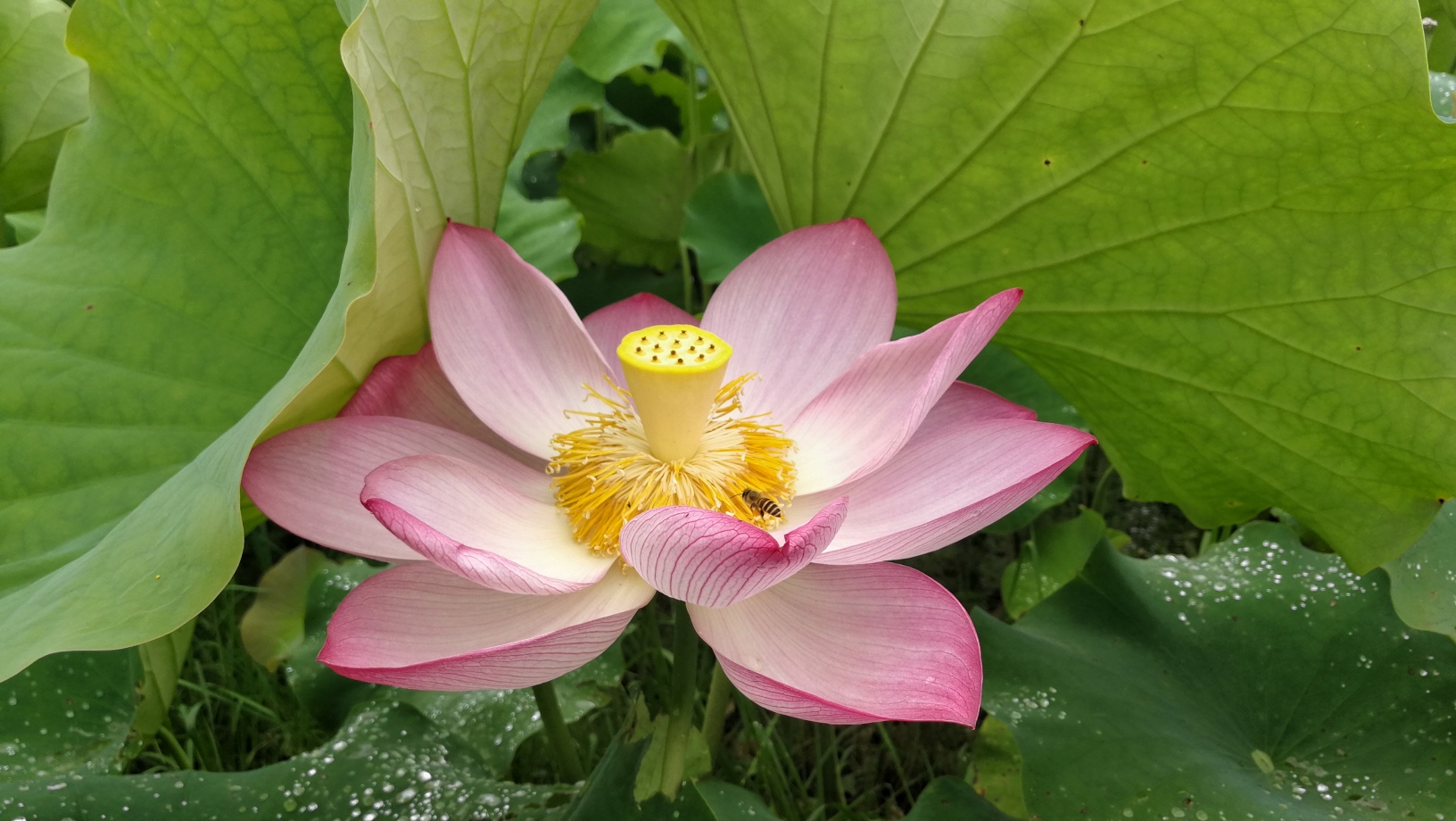 赏荷莲遇上父亲节