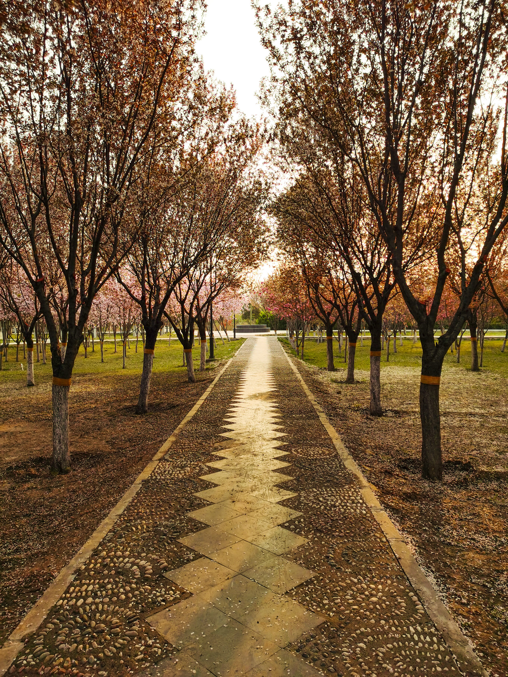春洒甘棠,鸟语花香