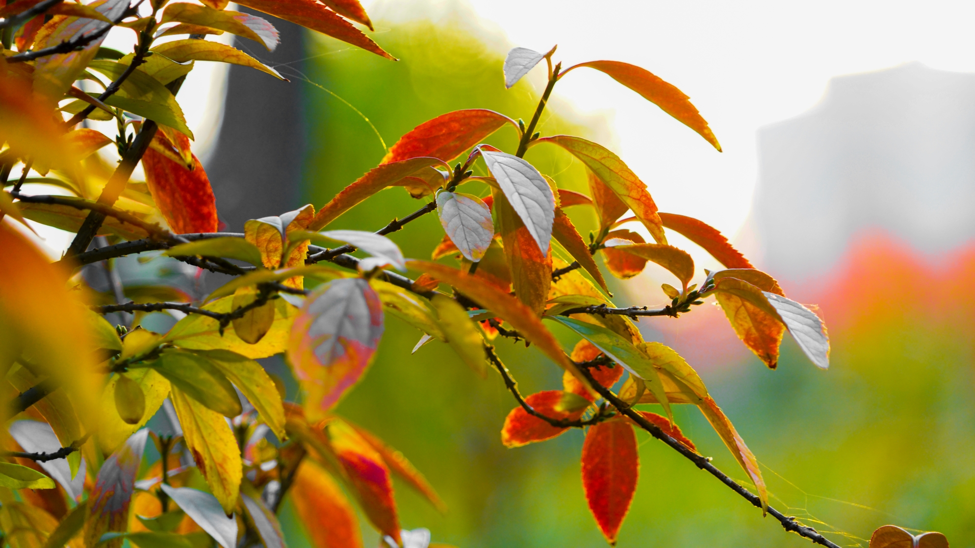 一叶知秋.秋意浓