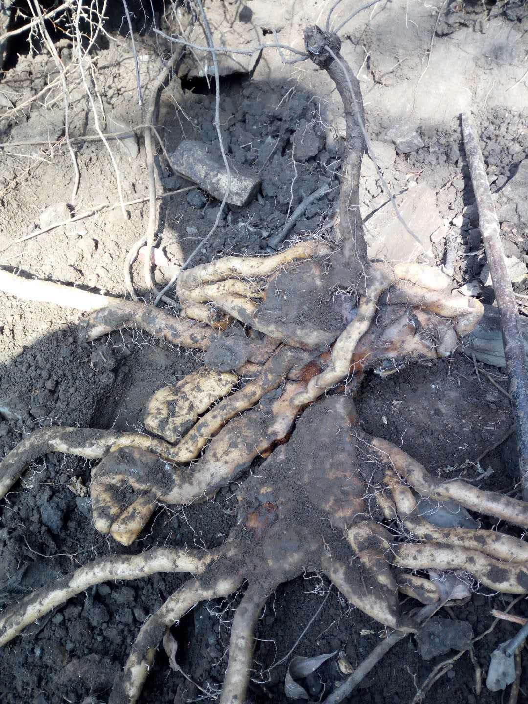 地道野生怀山药是怎样练成的