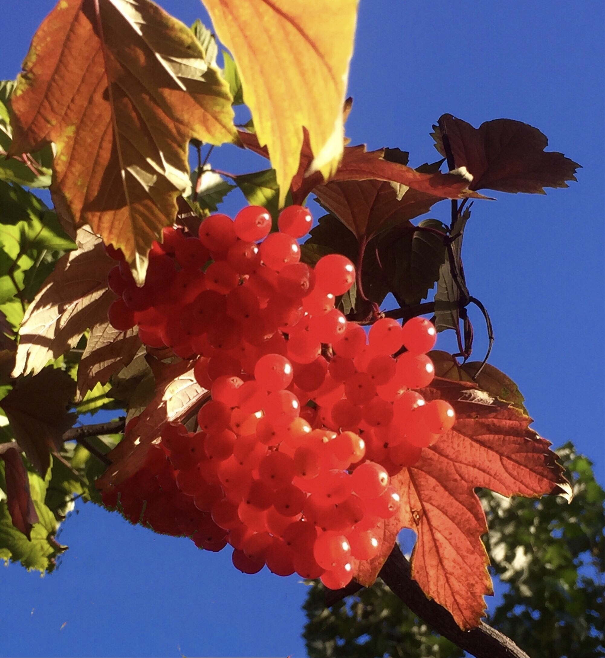 血红的天目琼花果