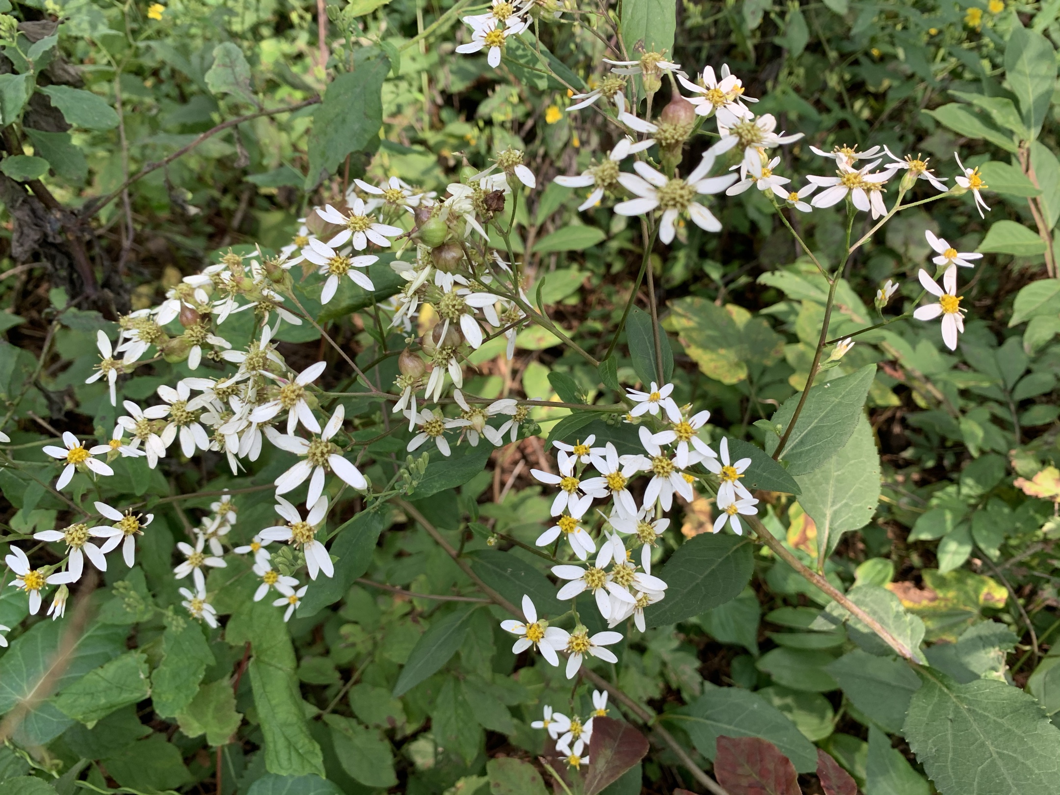 又到岗山叶红时