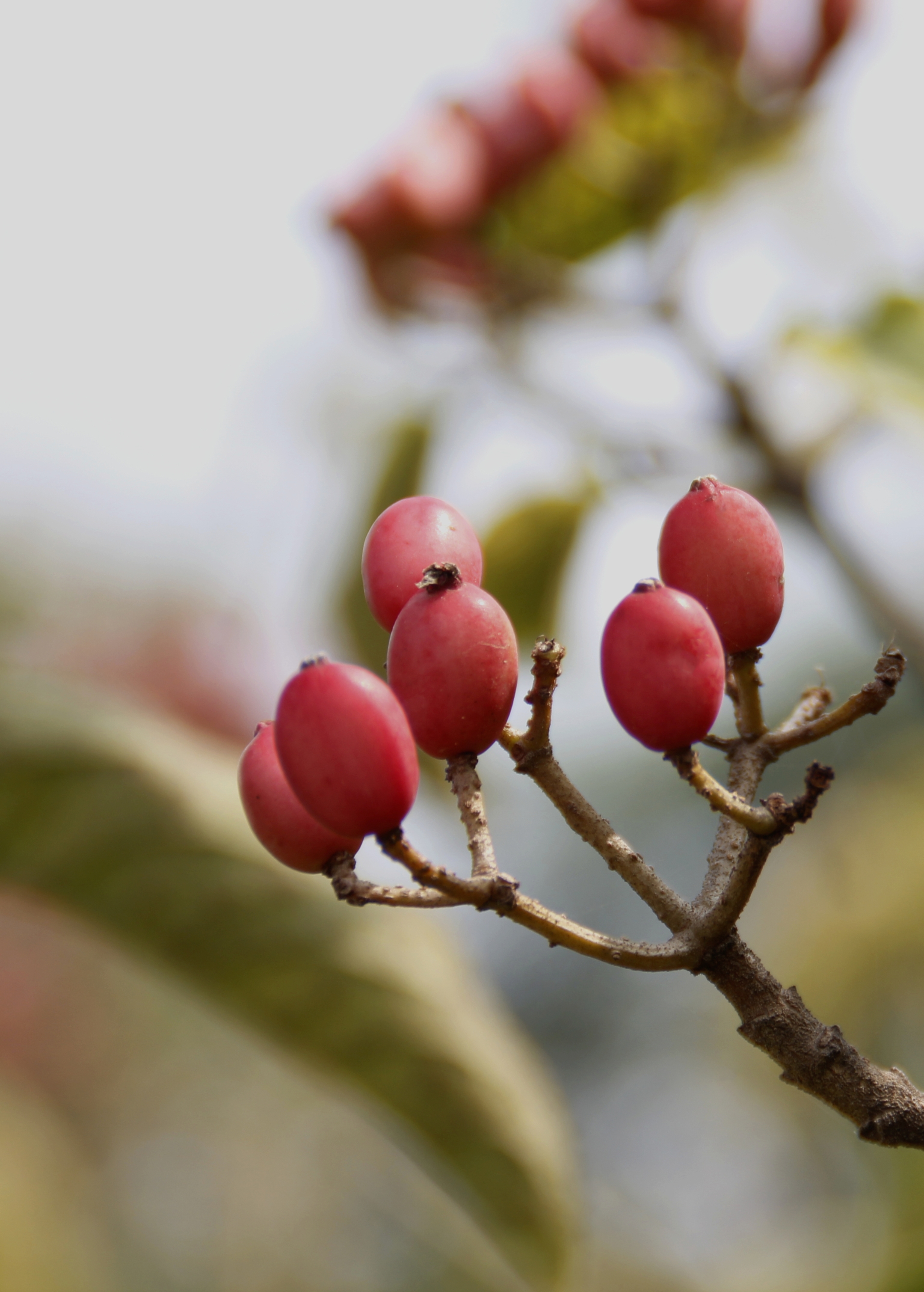 花果长什么样子图片图片