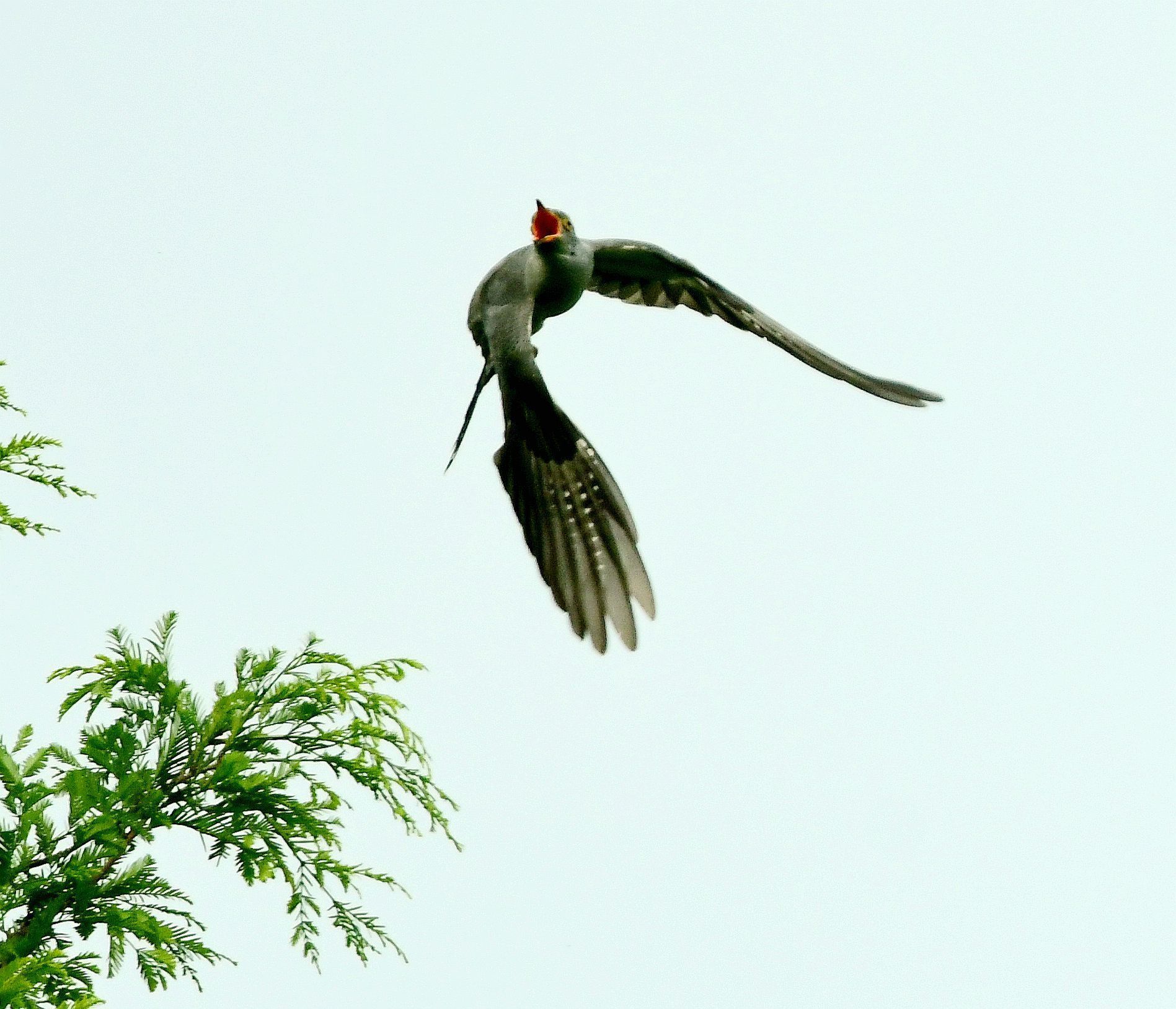 奥森公园拍鸟记录首发