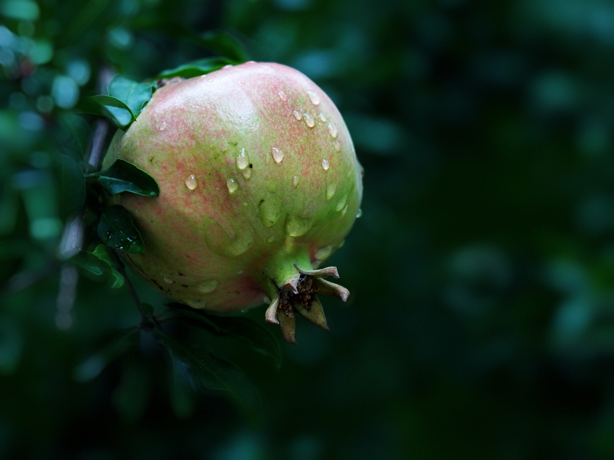 雨中石榴【首发】
