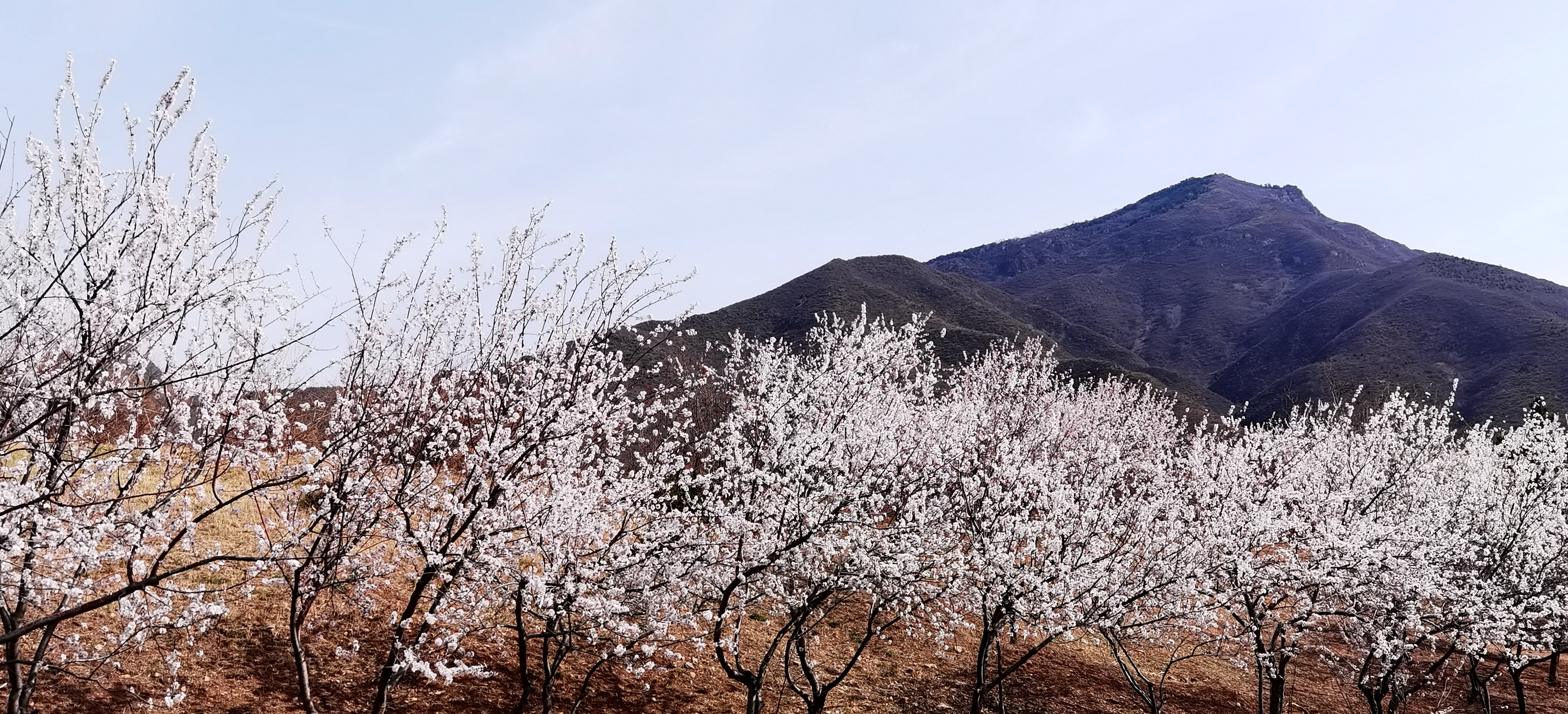 山杏树和山桃树图片