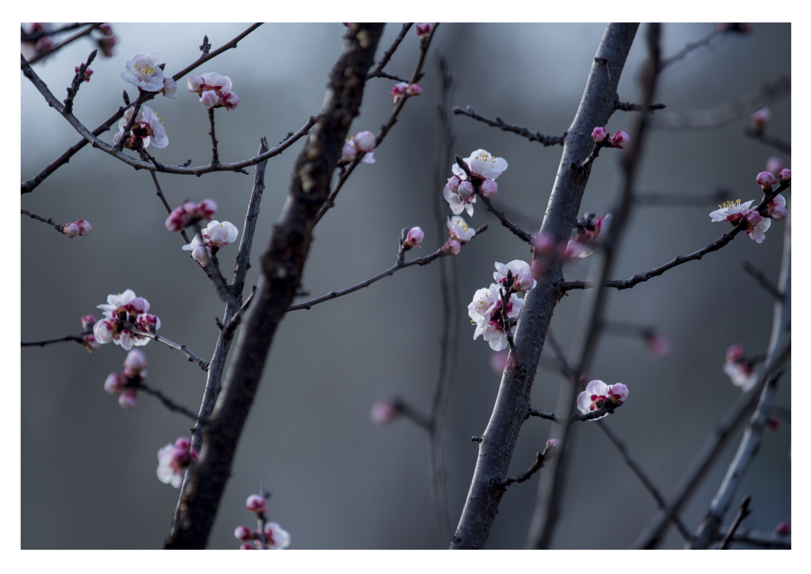 (原创首发)杏花满枝春意暖